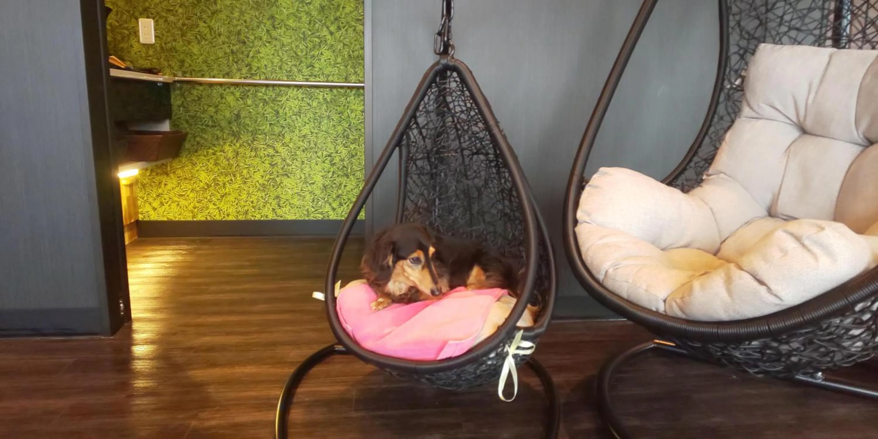 Hakone Gora Guam Dog