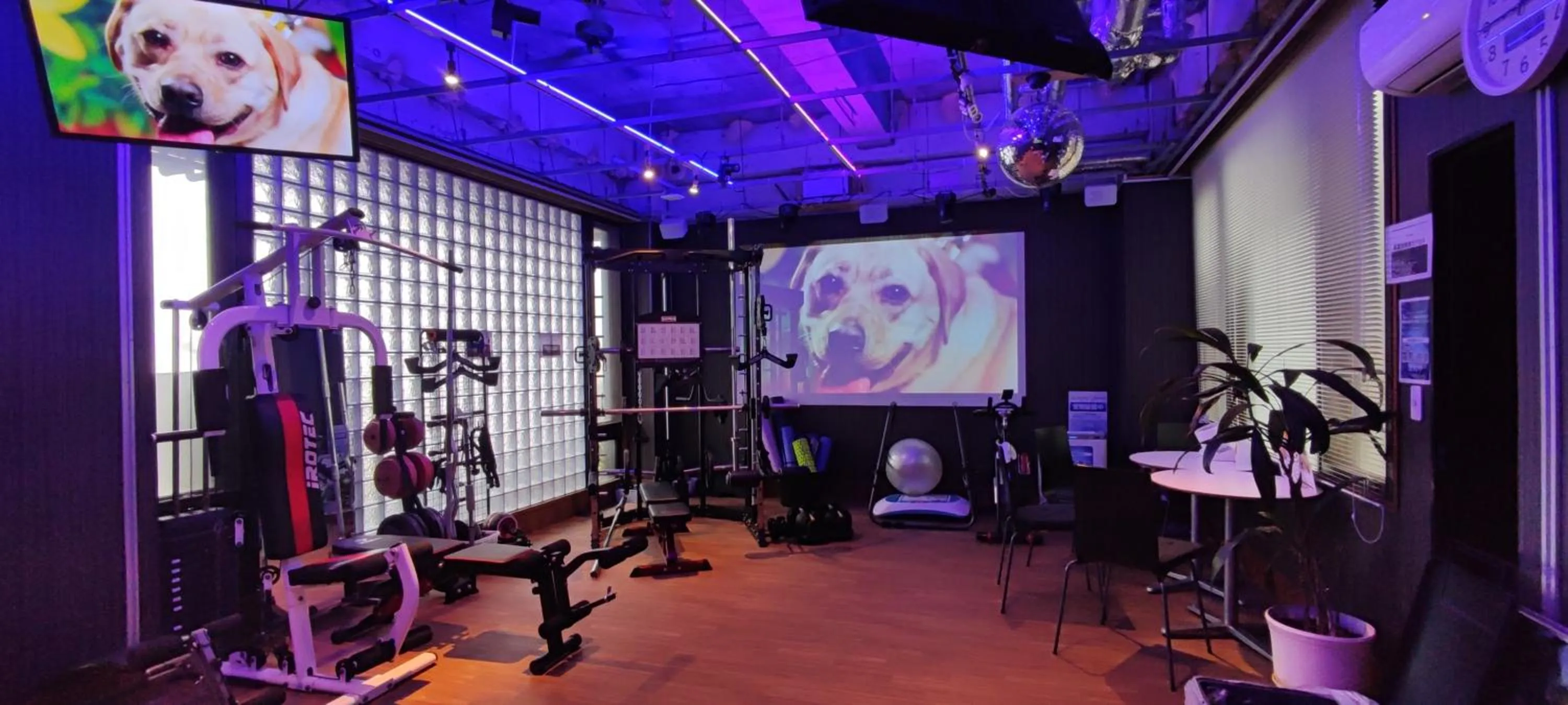 Hakone Gora Guam Dog