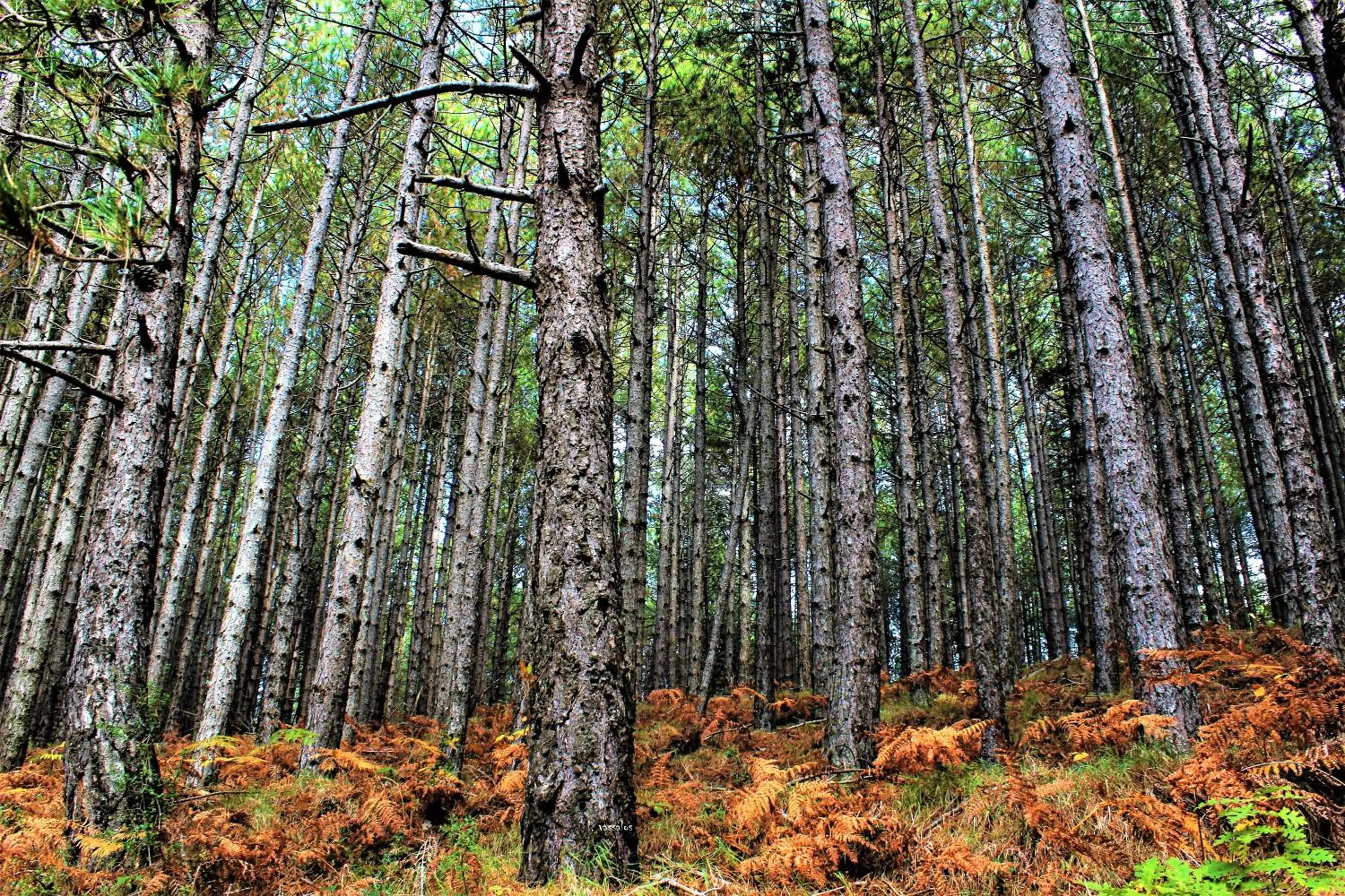 Hiking in Foresta in Medias Mores