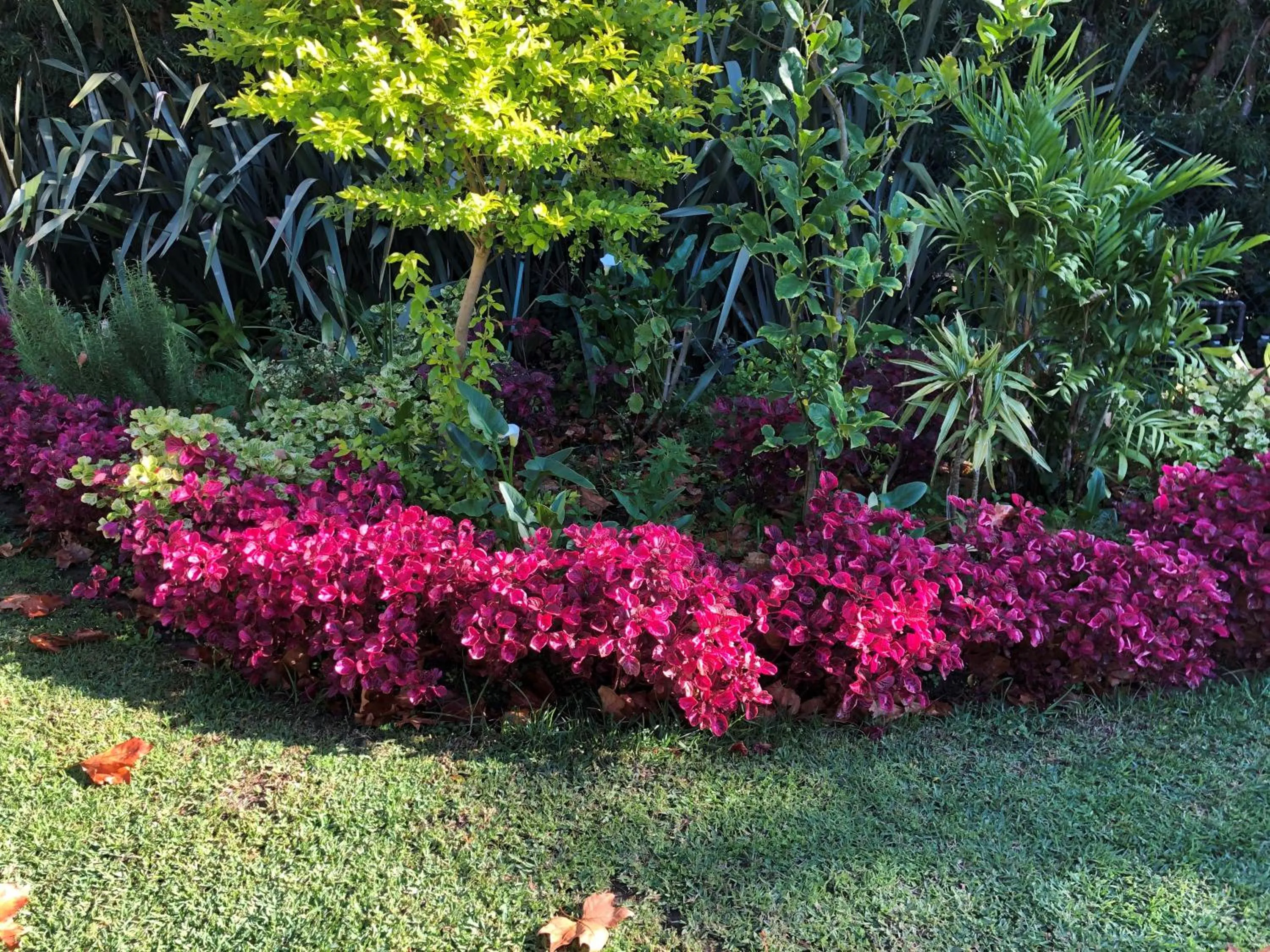 Garden in Summit Place Guesthouse