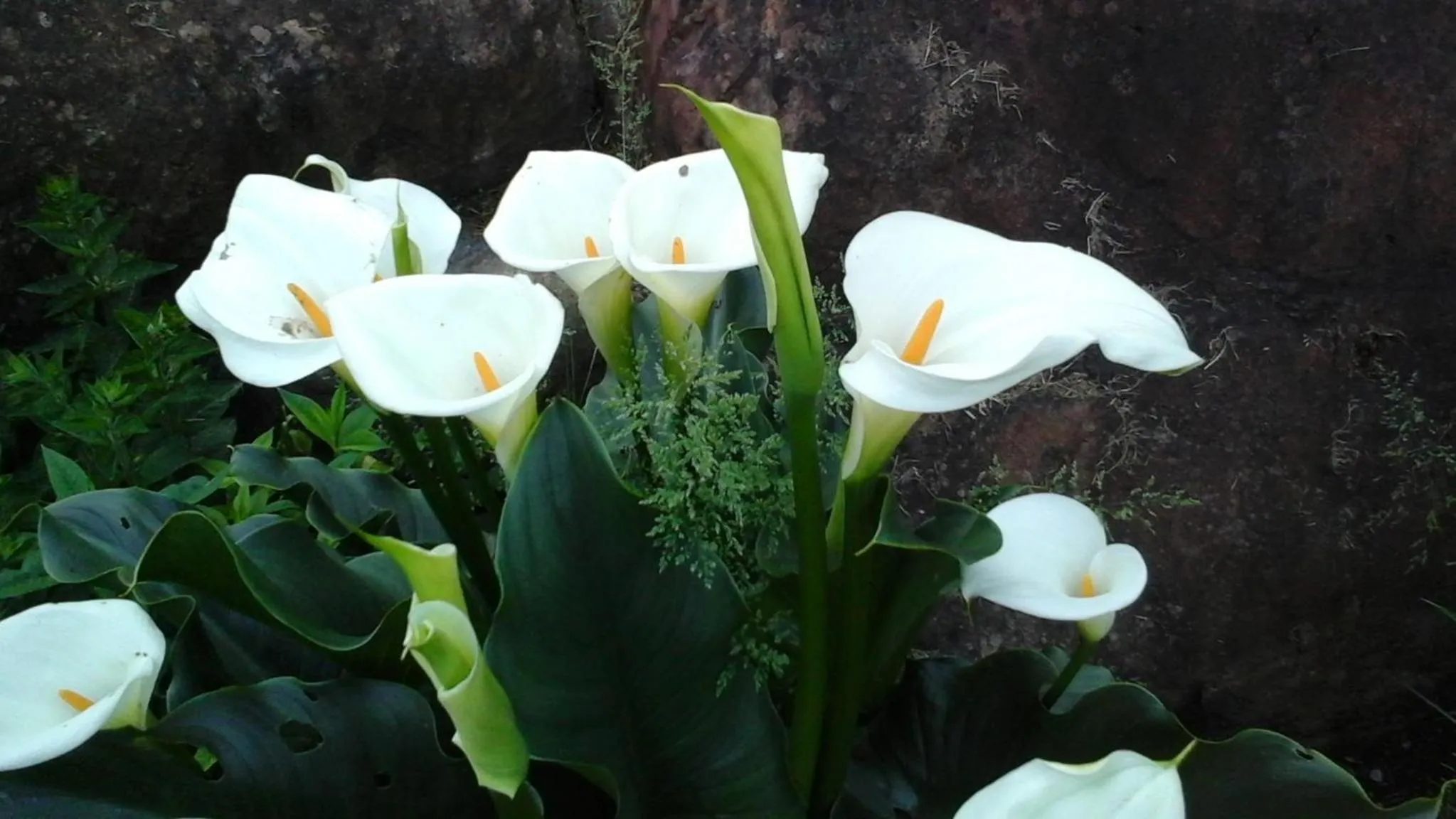 Garden in Beaver Hut Bed And Breakfast