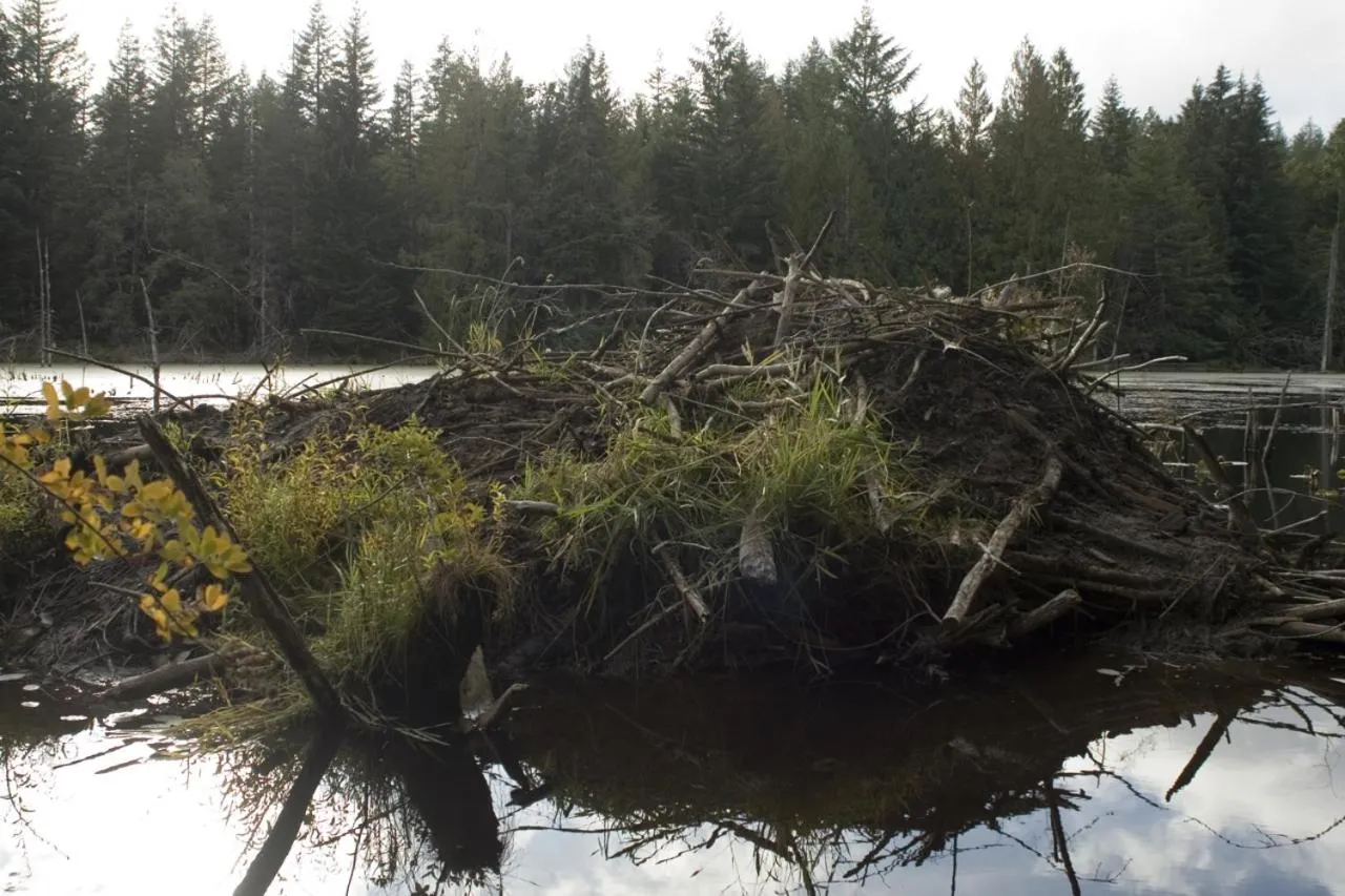 Beaver Hut Bed And Breakfast