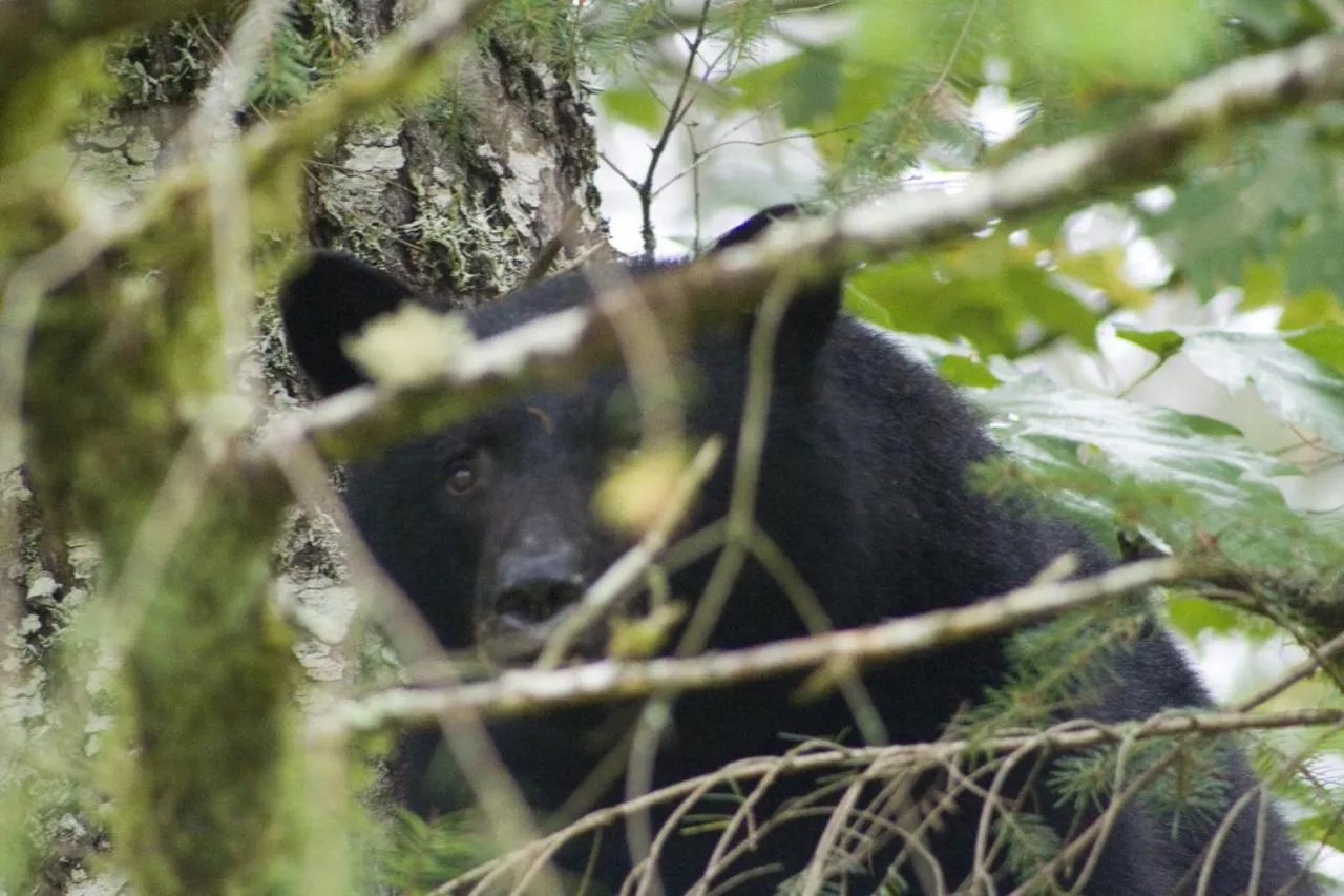 Beaver Hut Bed And Breakfast