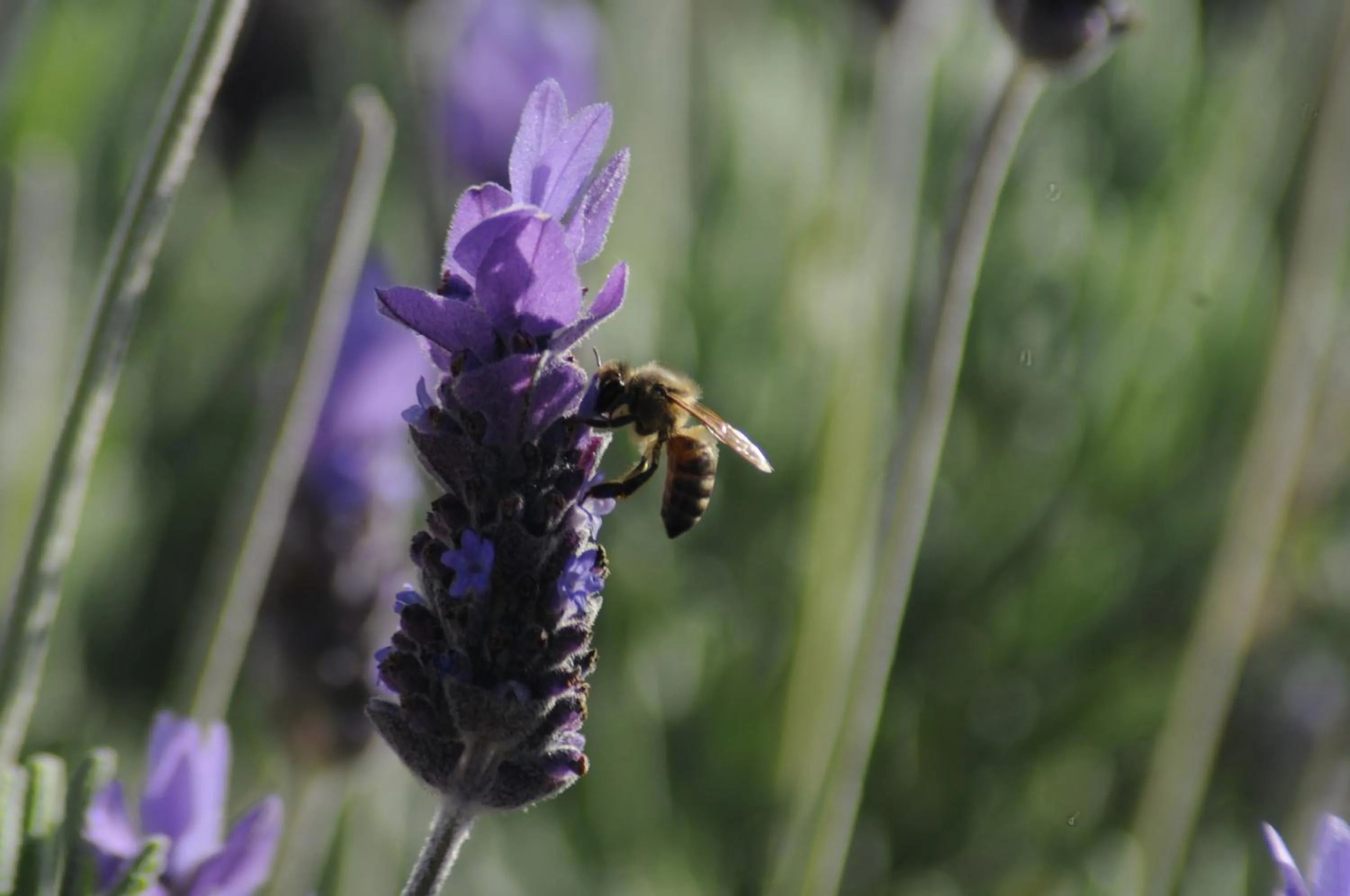 Garden in Farr Out Guest House