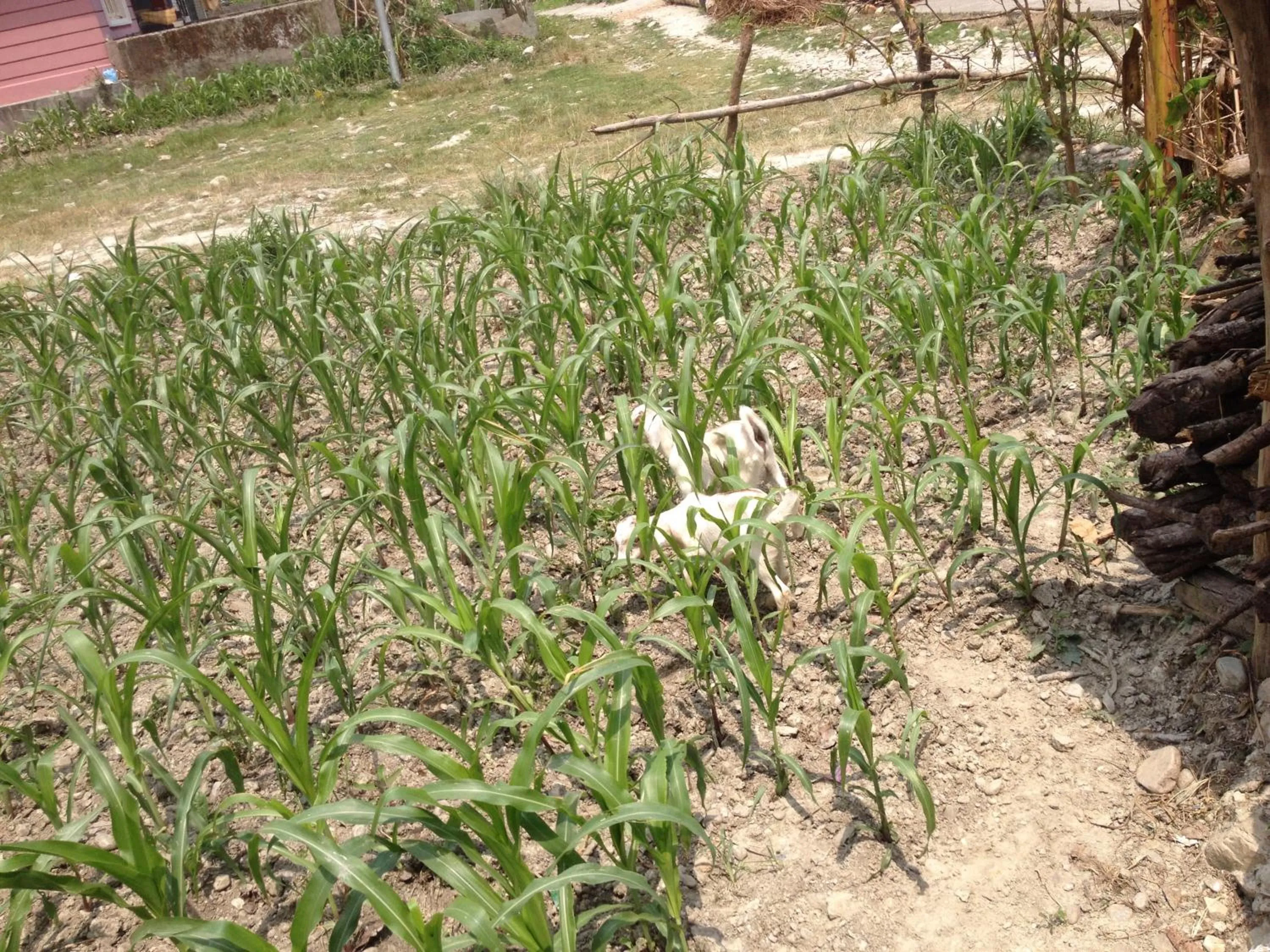 Animals in Bishnu Homestay