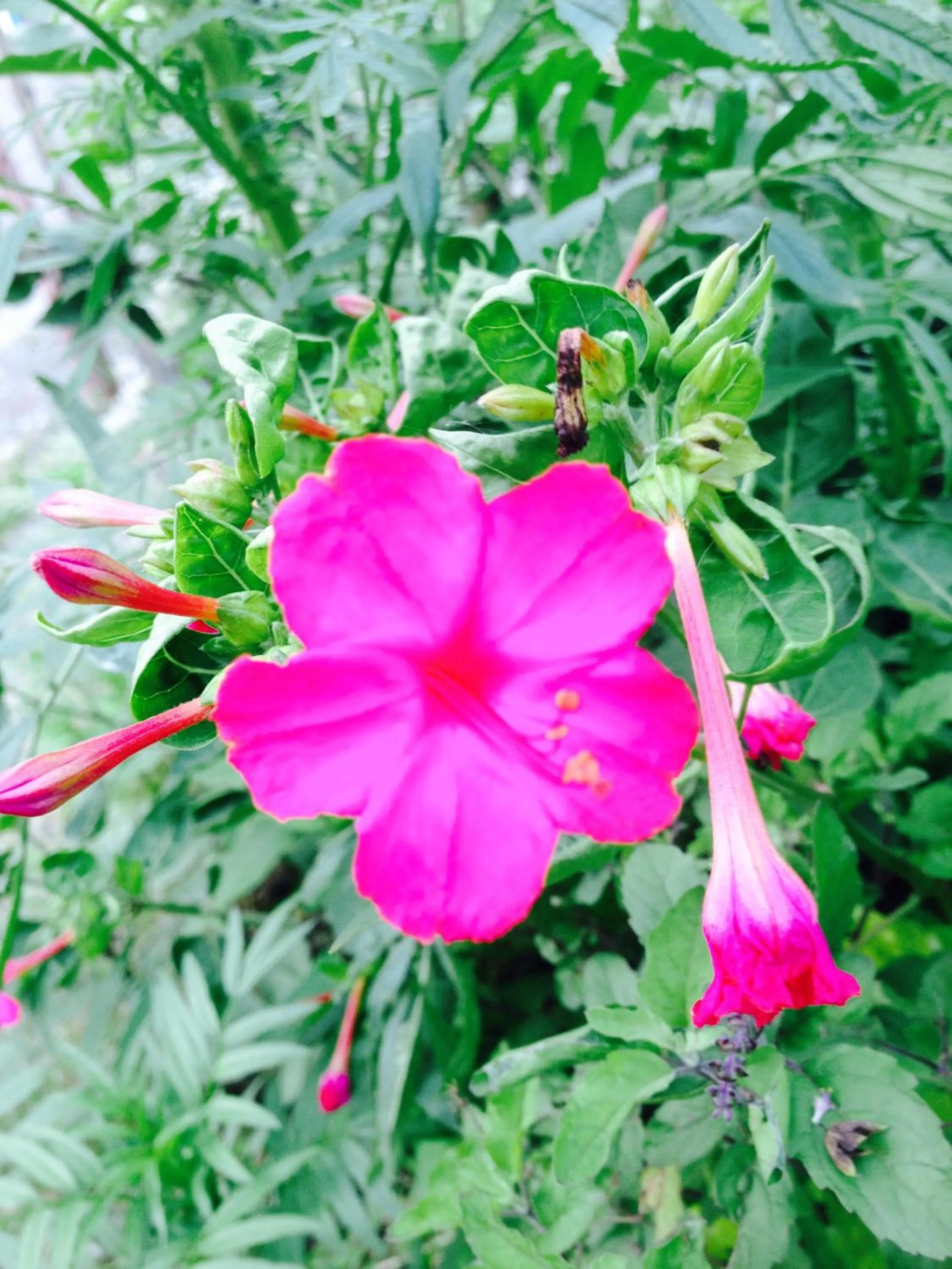 Garden in Bishnu Homestay