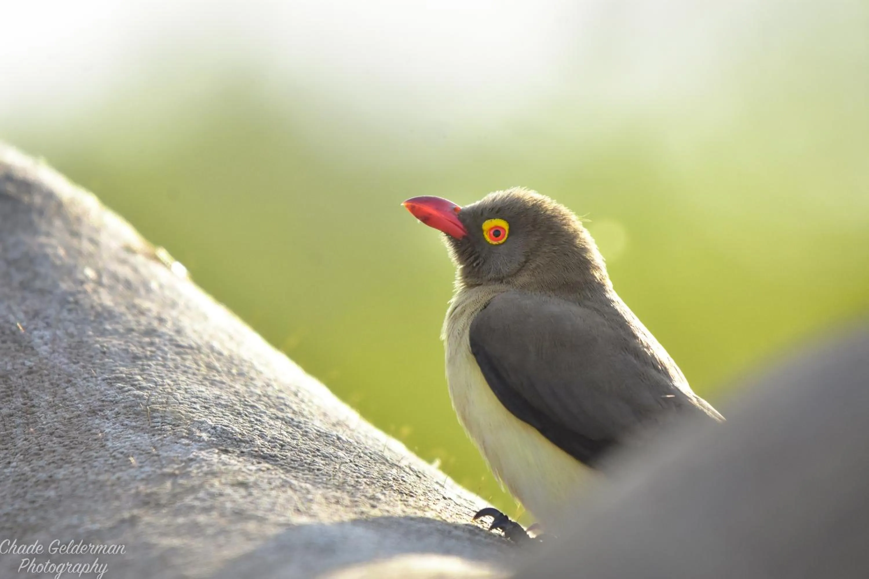 Animals in Mohlabetsi Safari Lodge