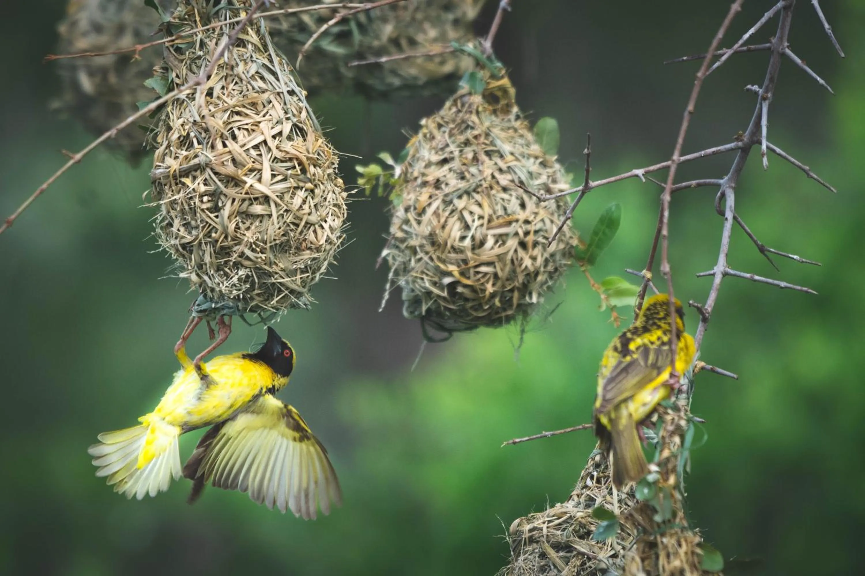 Animals in Mohlabetsi Safari Lodge