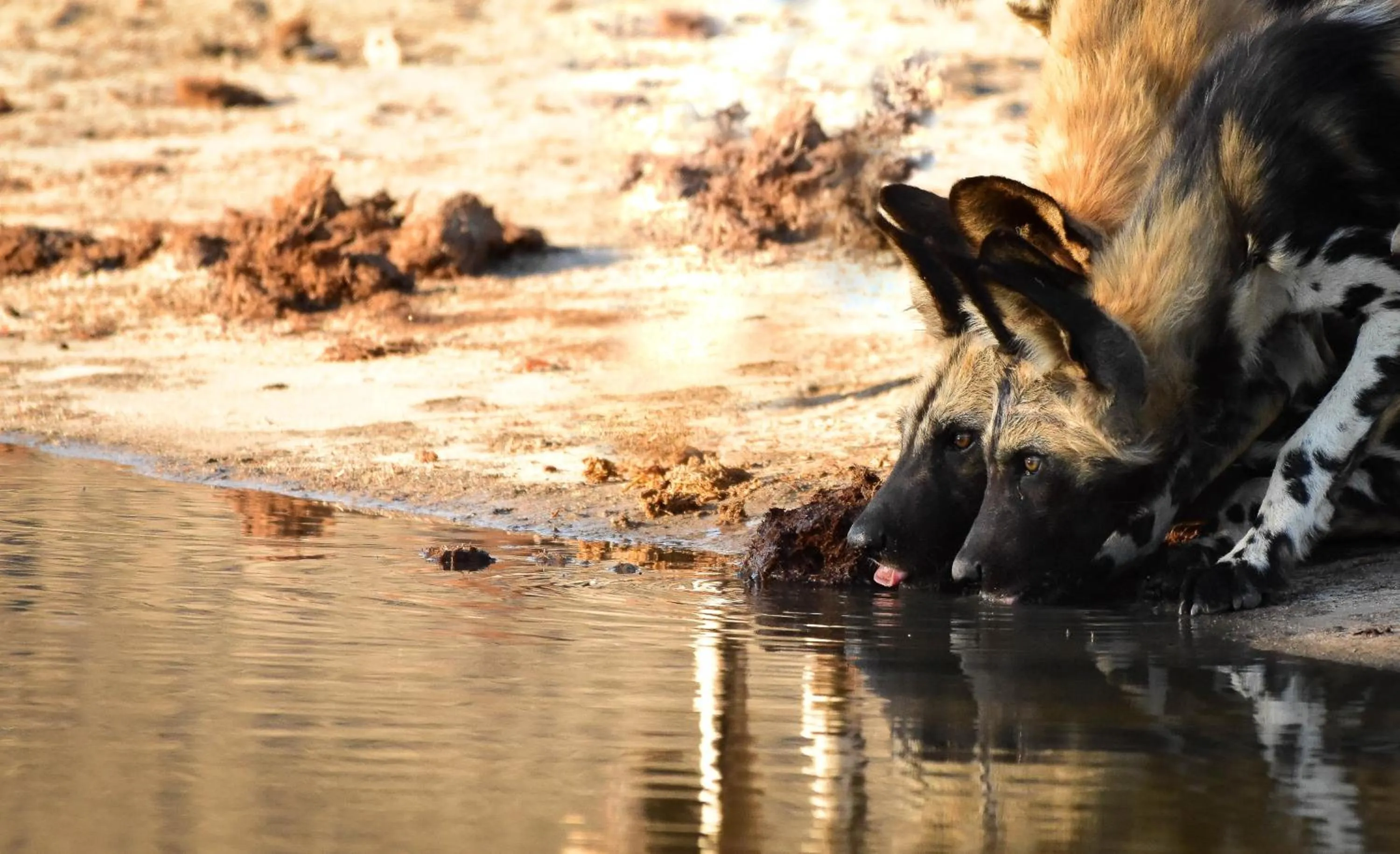 Animals in Mohlabetsi Safari Lodge
