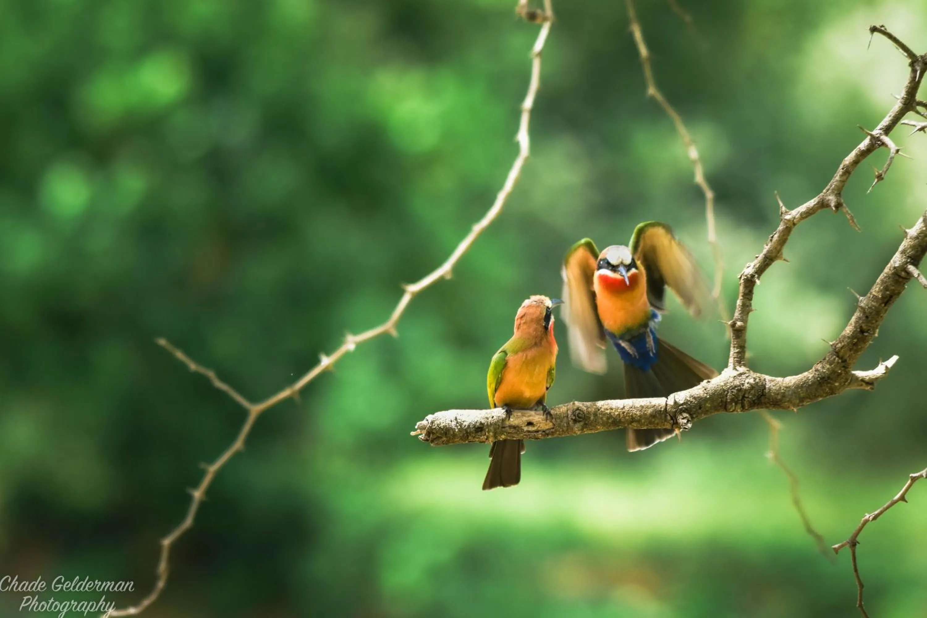 Animals in Mohlabetsi Safari Lodge
