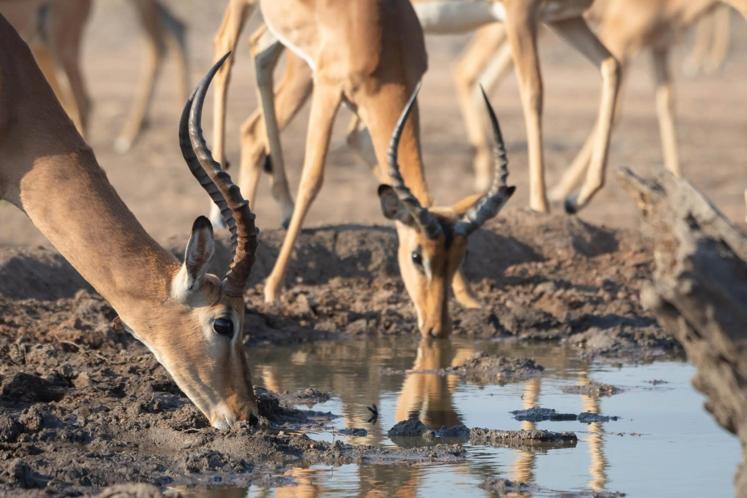 Animals in Mohlabetsi Safari Lodge