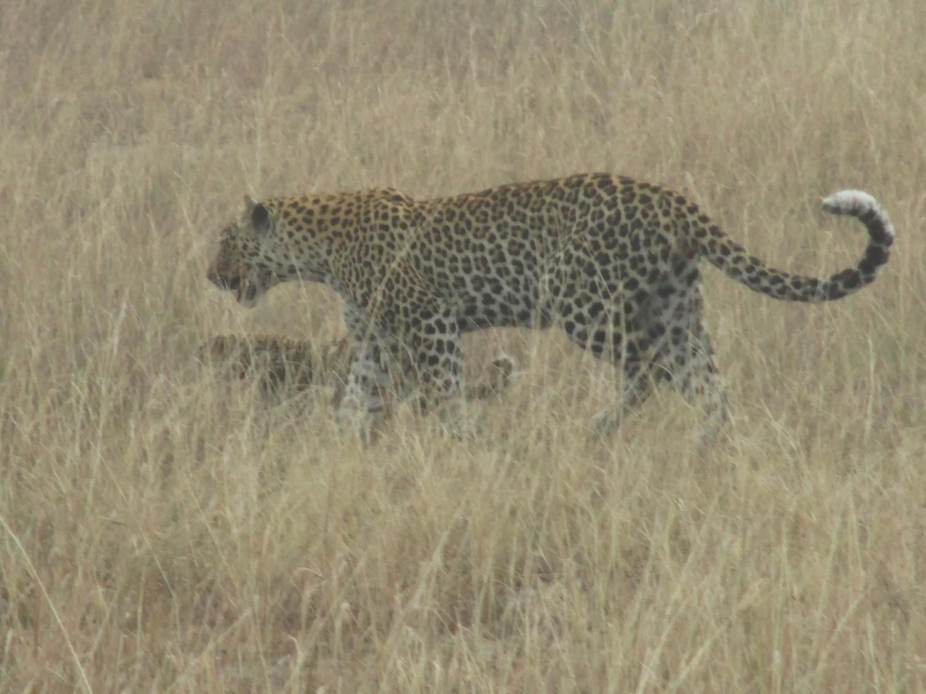 Animals in Sandton Hotel Kasese
