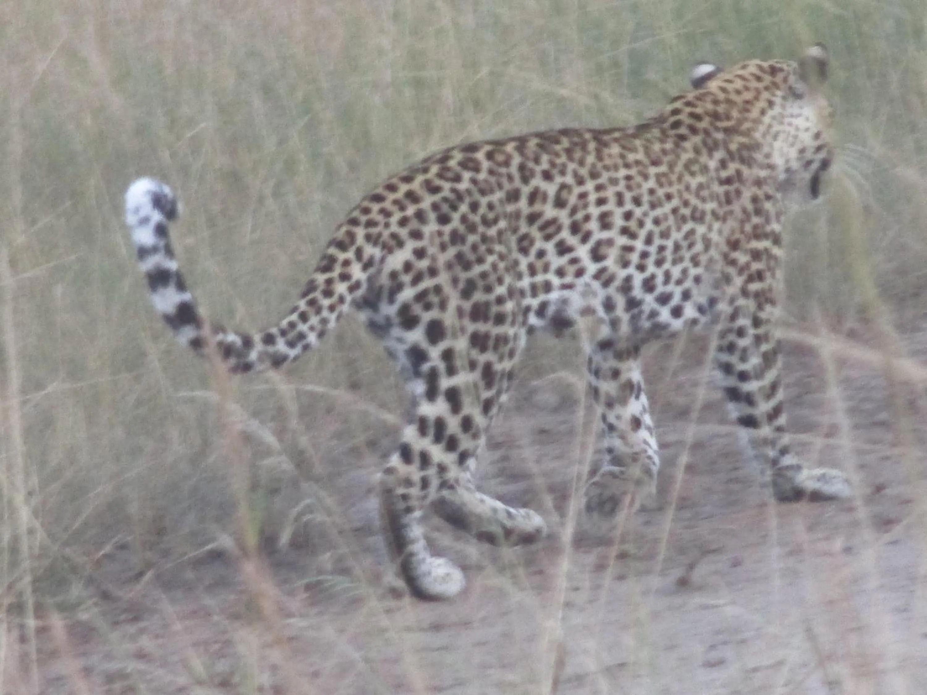 Animals in Sandton Hotel Kasese