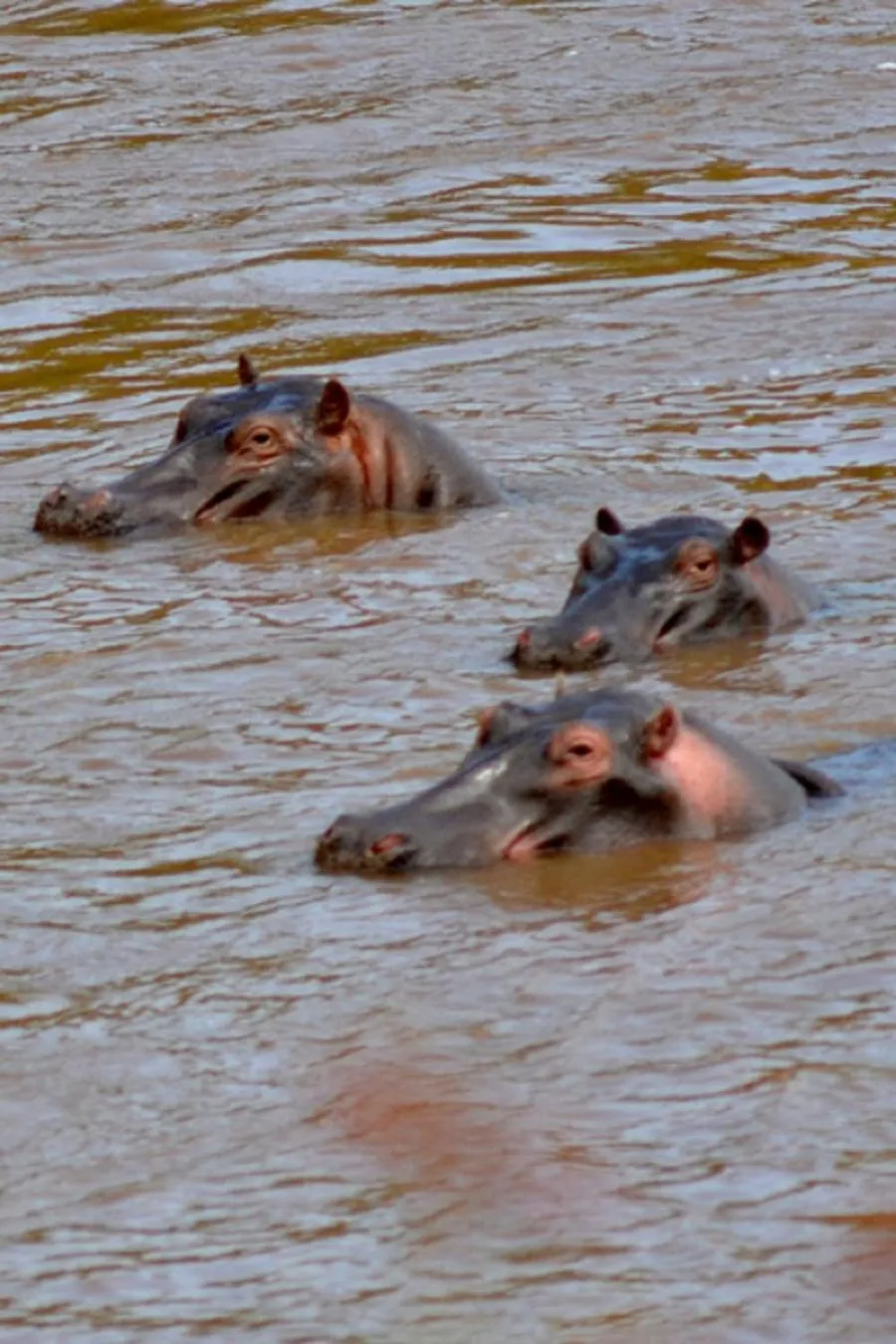 Animals in Simba House