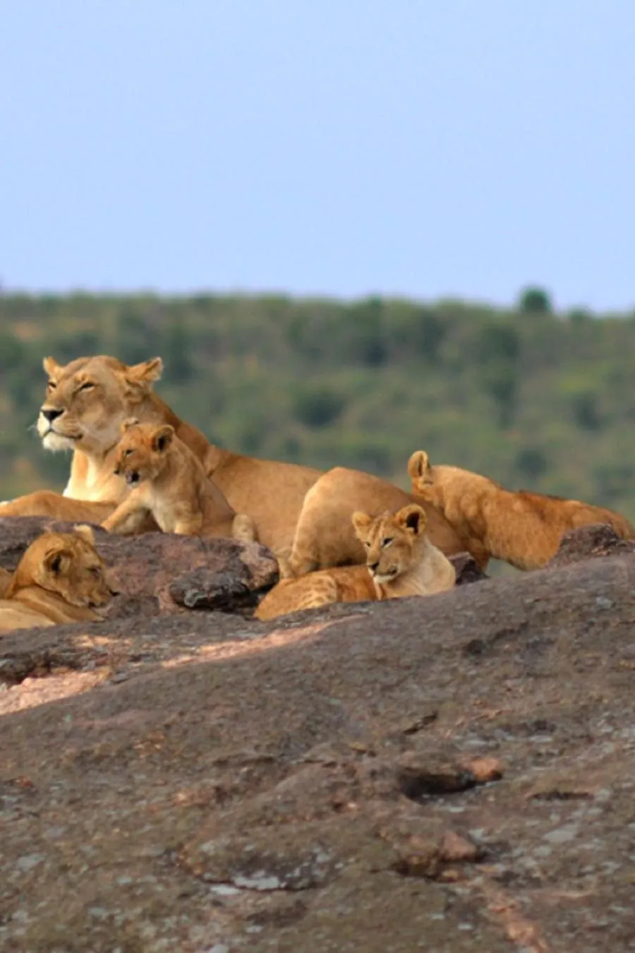 Animals in Simba House