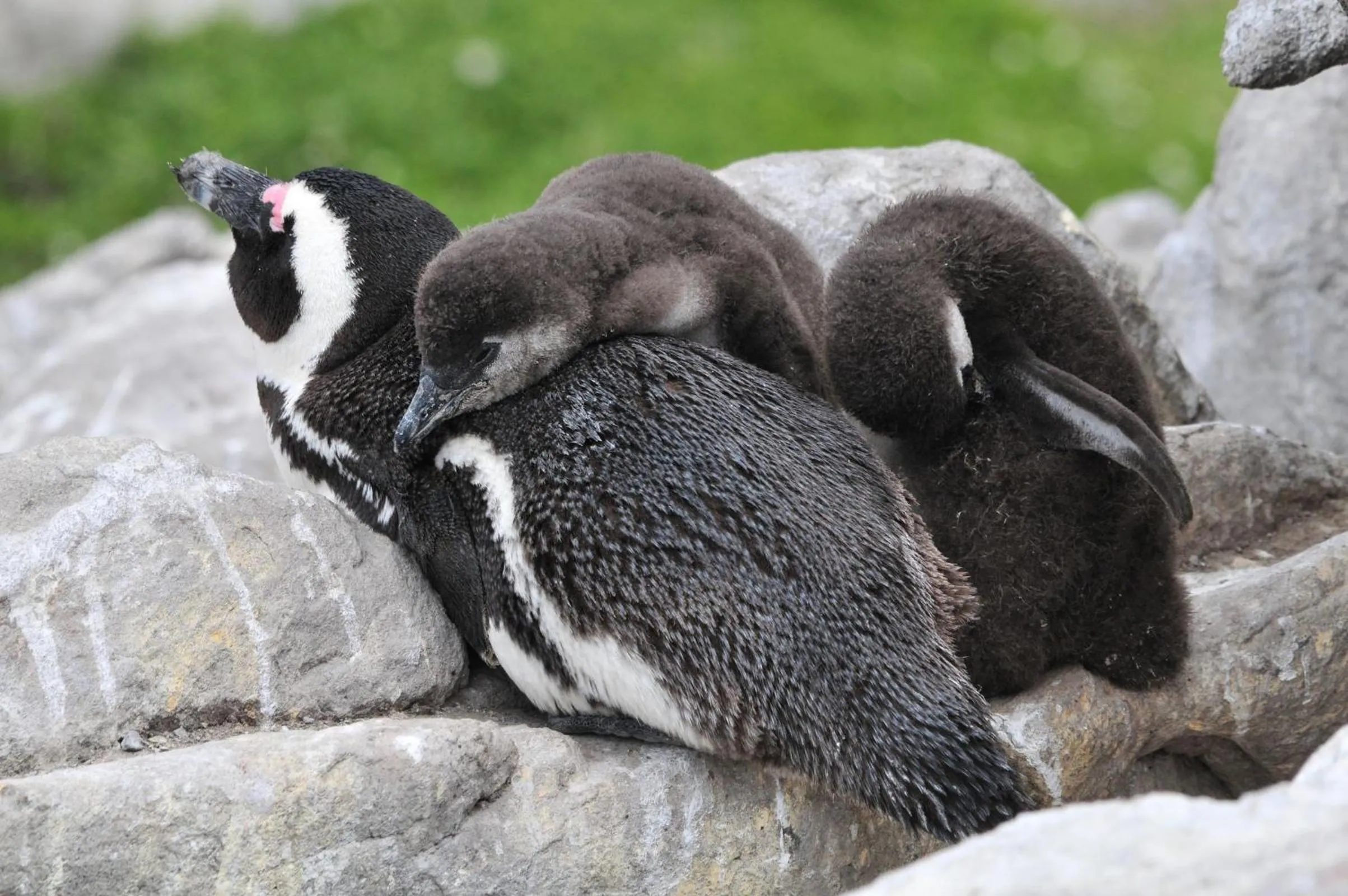 Entertainment in Milkwood Lodge
