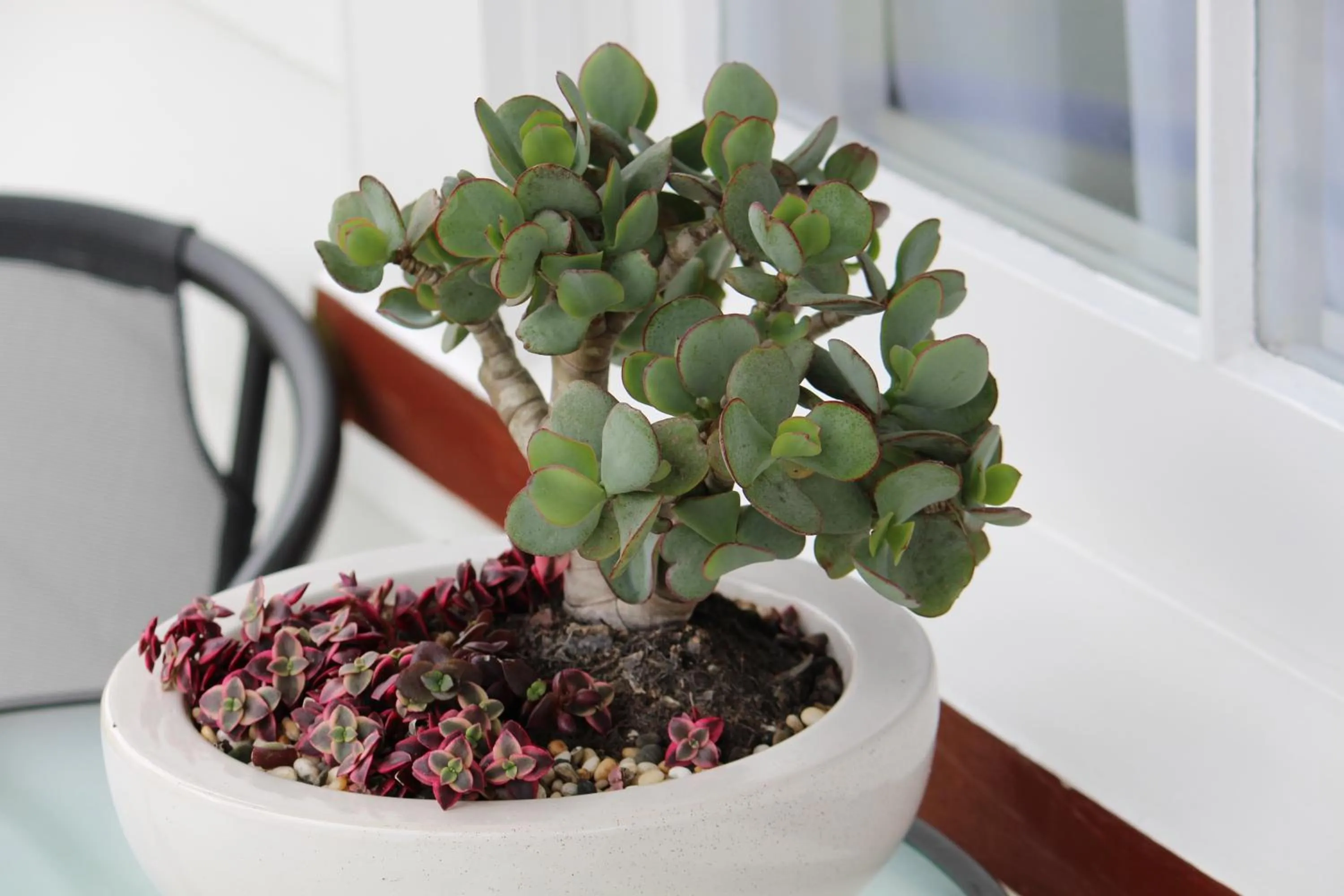 Patio in Coromandel Cottages