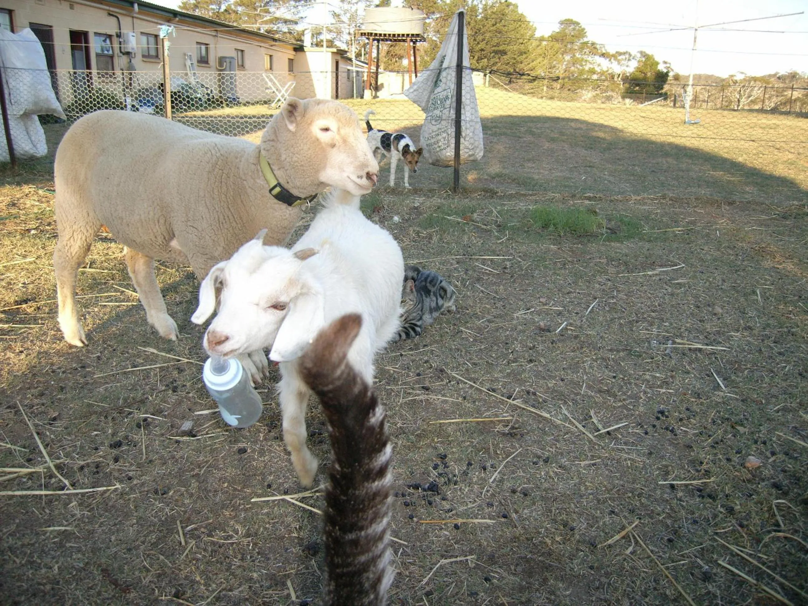 Day in ALPINE COUNTRY MOTEL plus FREE COFFEE