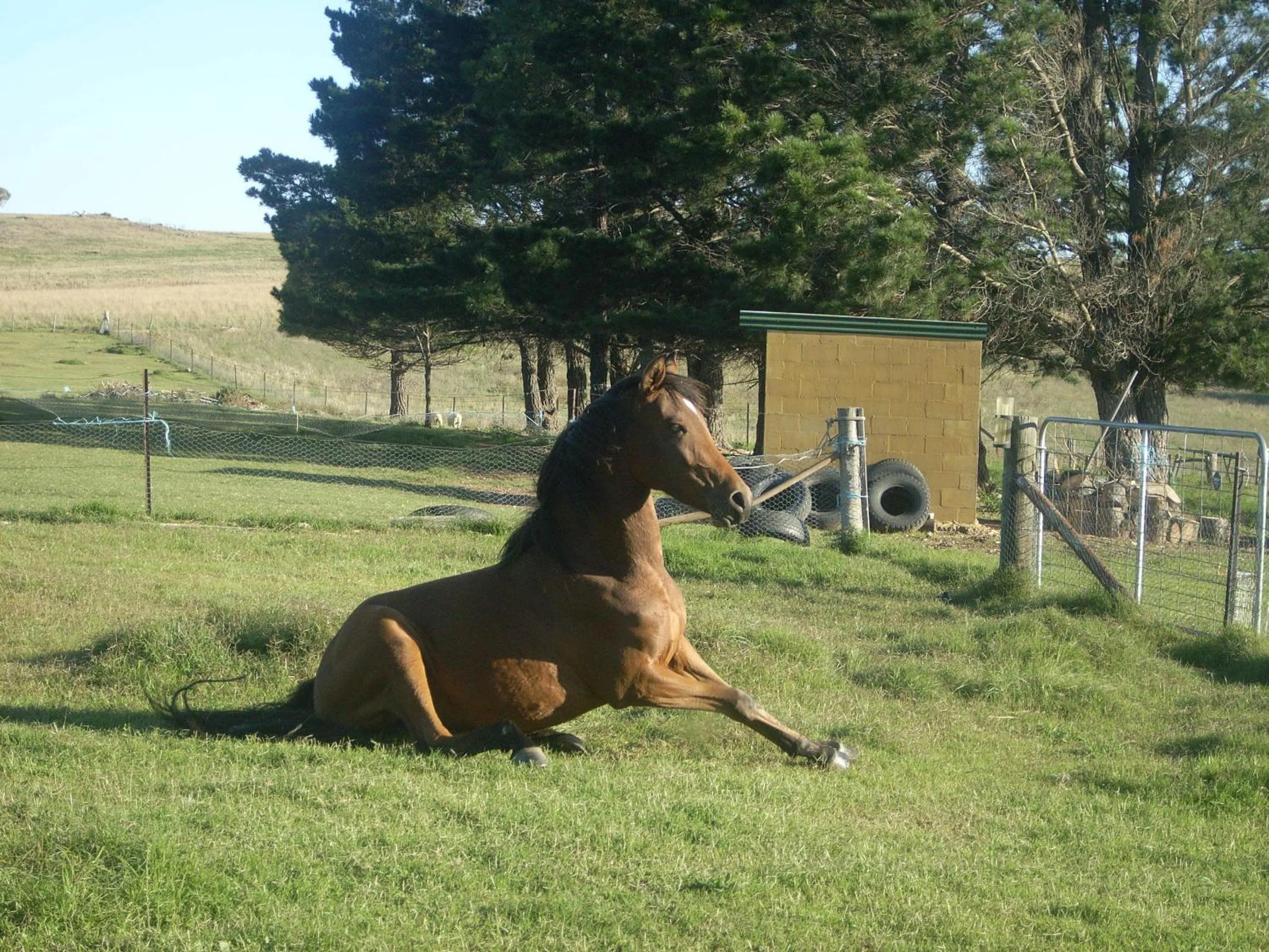 Animals in ALPINE COUNTRY MOTEL plus FREE COFFEE