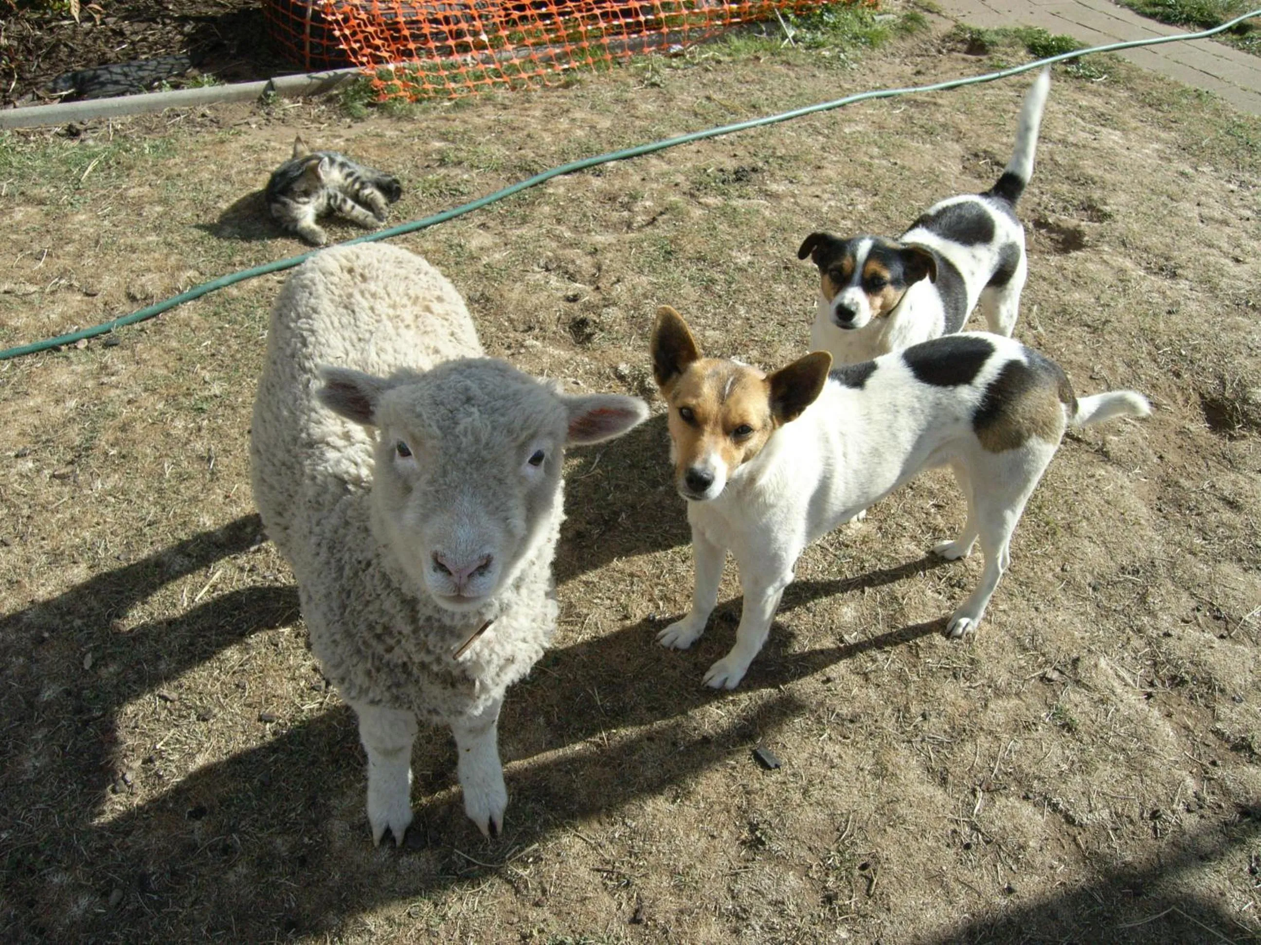 Pets in ALPINE COUNTRY MOTEL plus FREE COFFEE