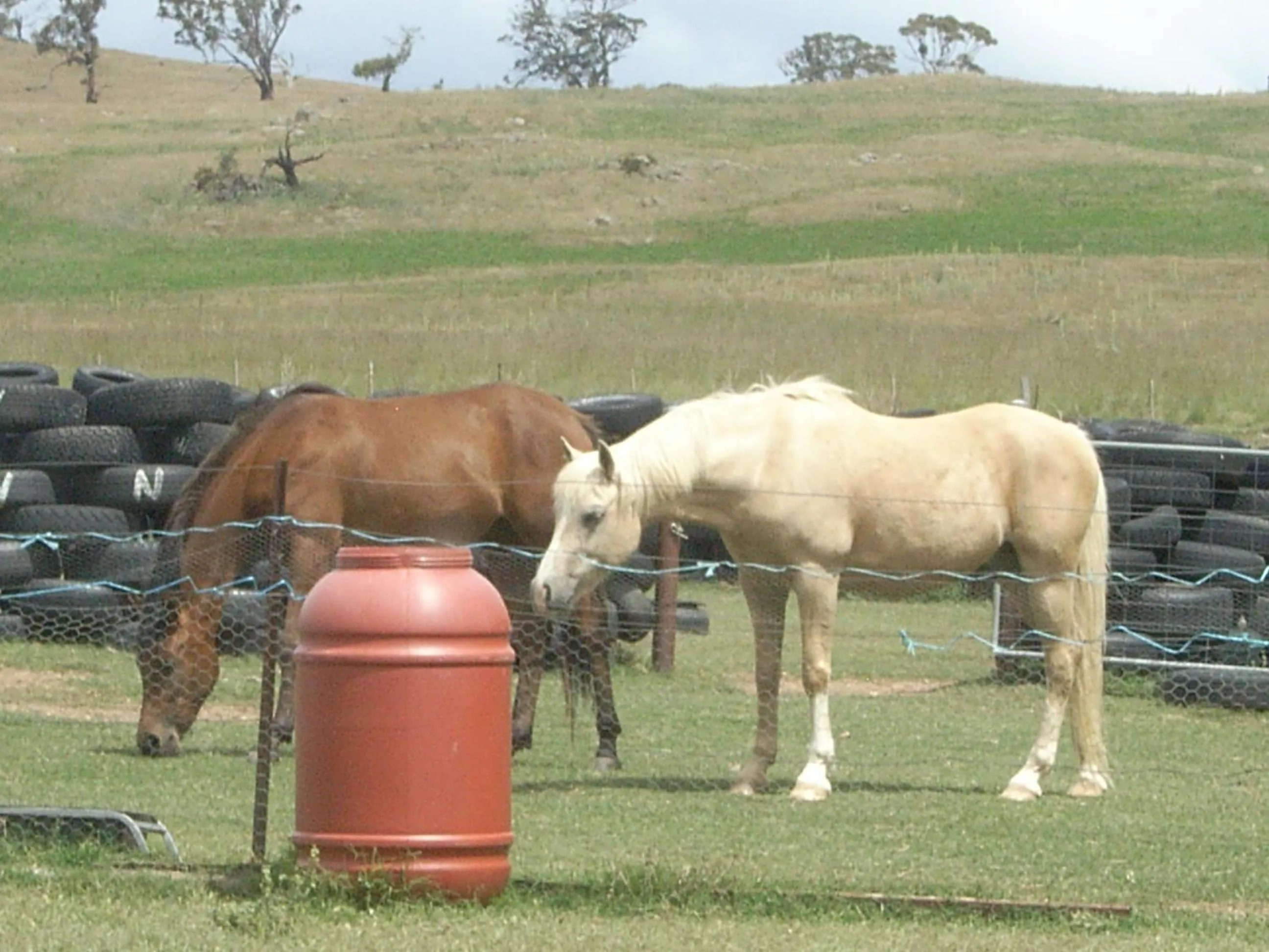 Animals in ALPINE COUNTRY MOTEL plus FREE COFFEE