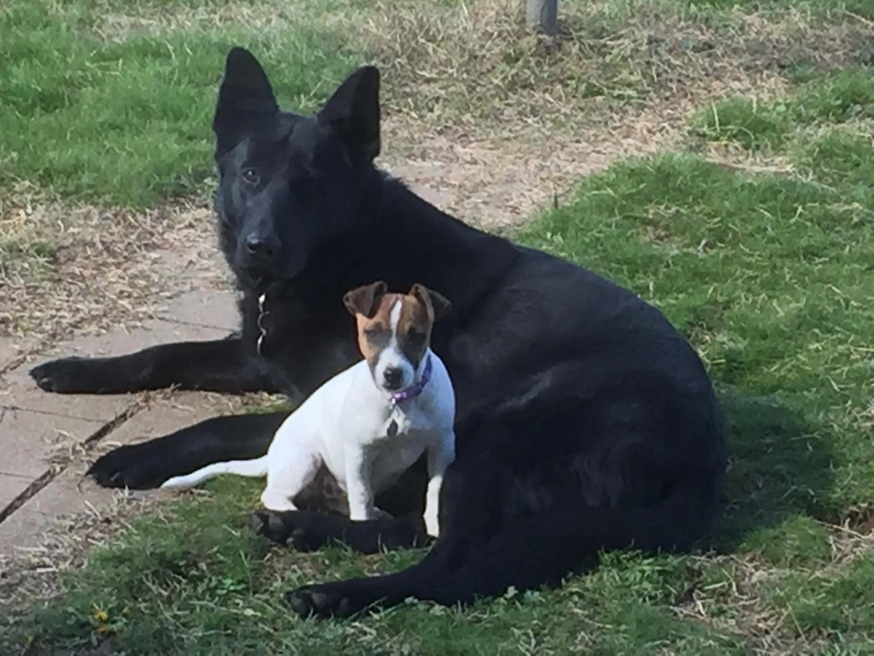 Day in ALPINE COUNTRY MOTEL plus FREE COFFEE