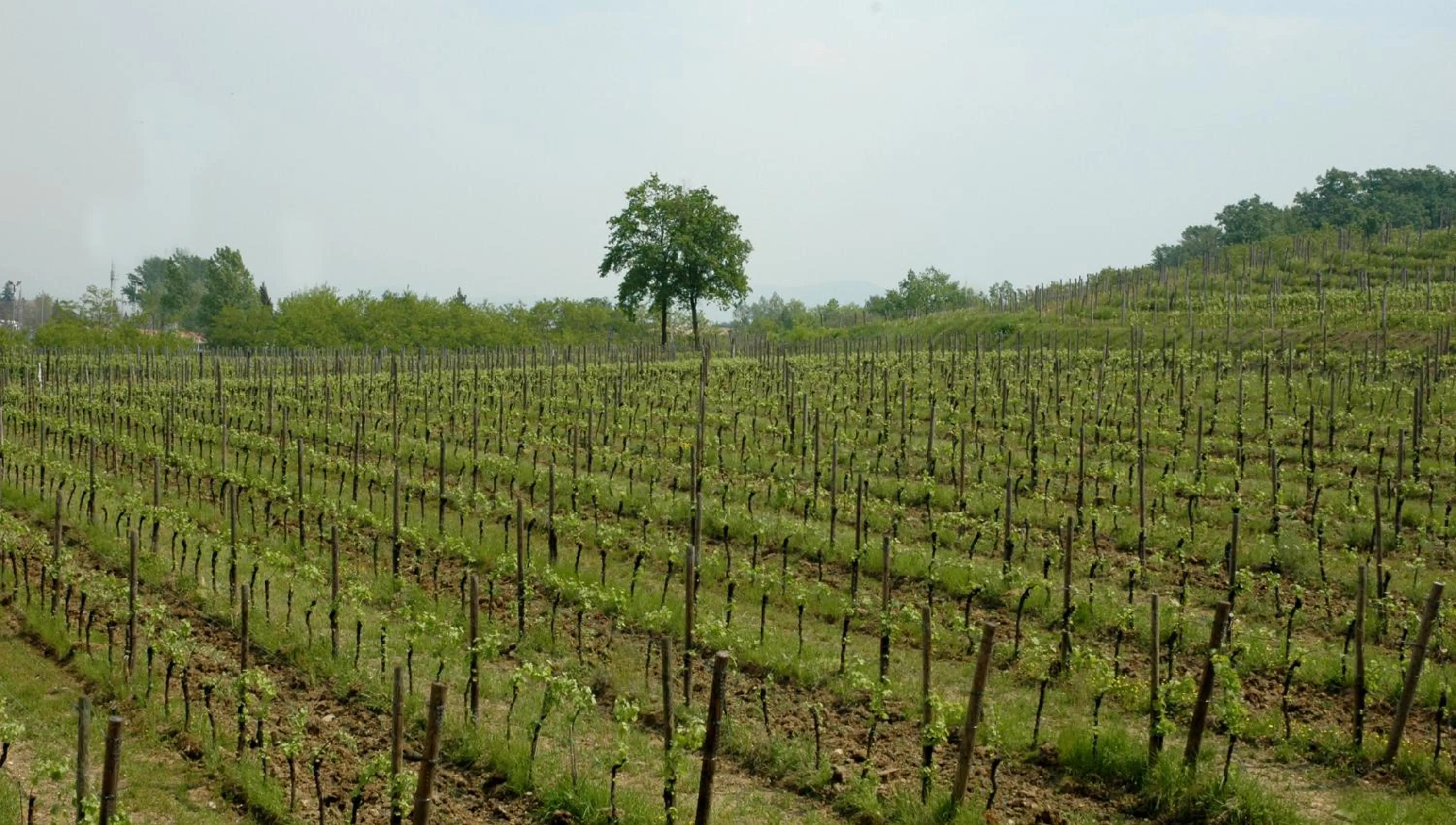 View (from property/room) in Villa Dragoni