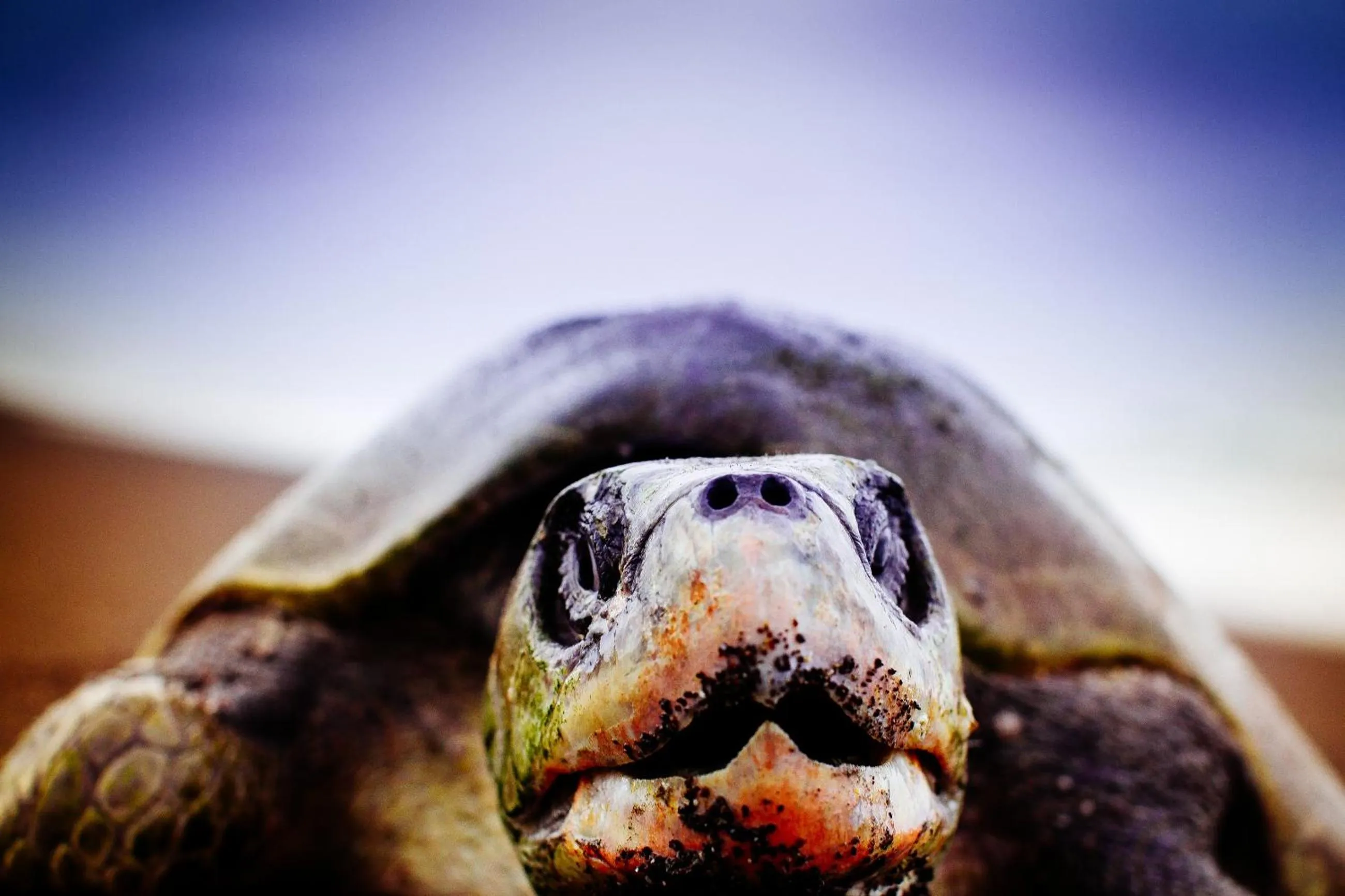 Animals in Olas Verdes Hotel