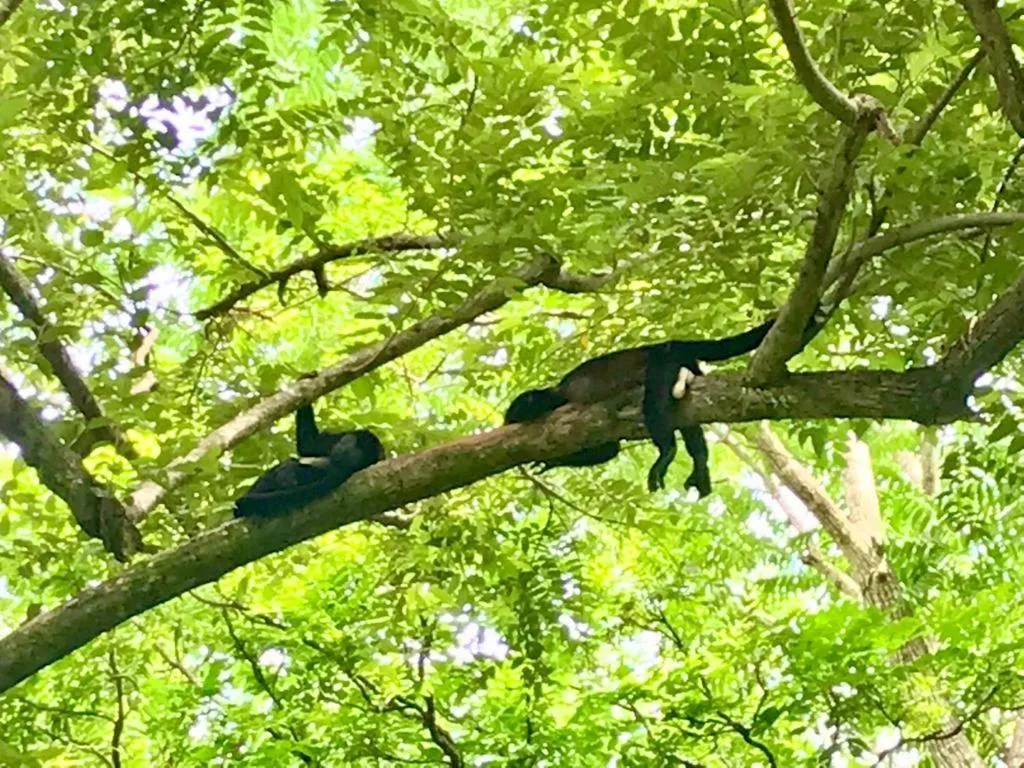 Garden in Olas Verdes Hotel