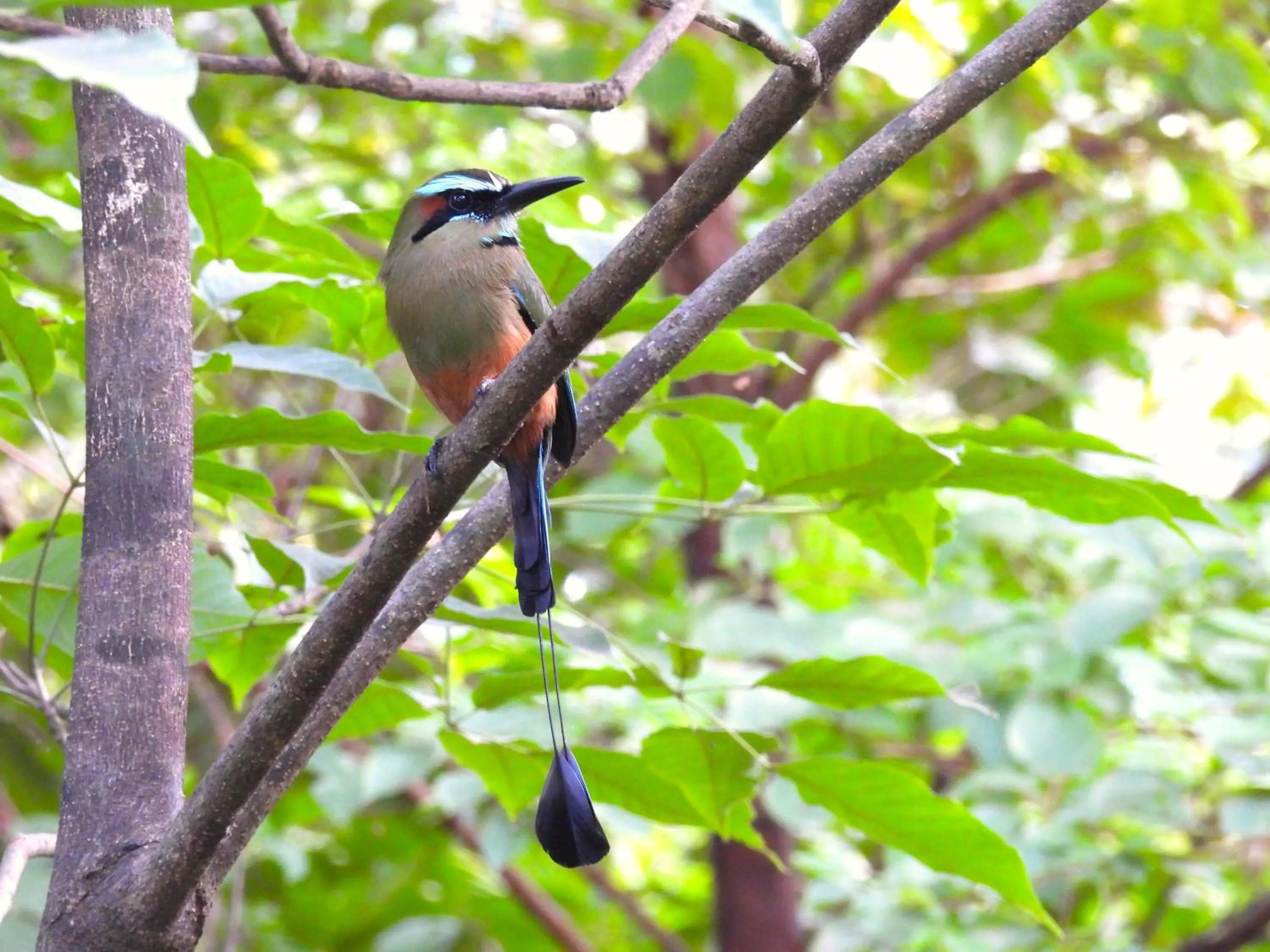 Garden in Olas Verdes Hotel