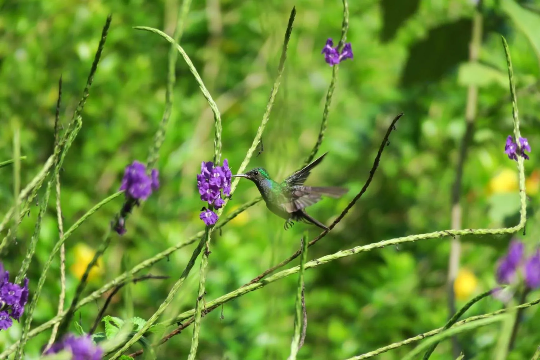 Garden in Olas Verdes Hotel