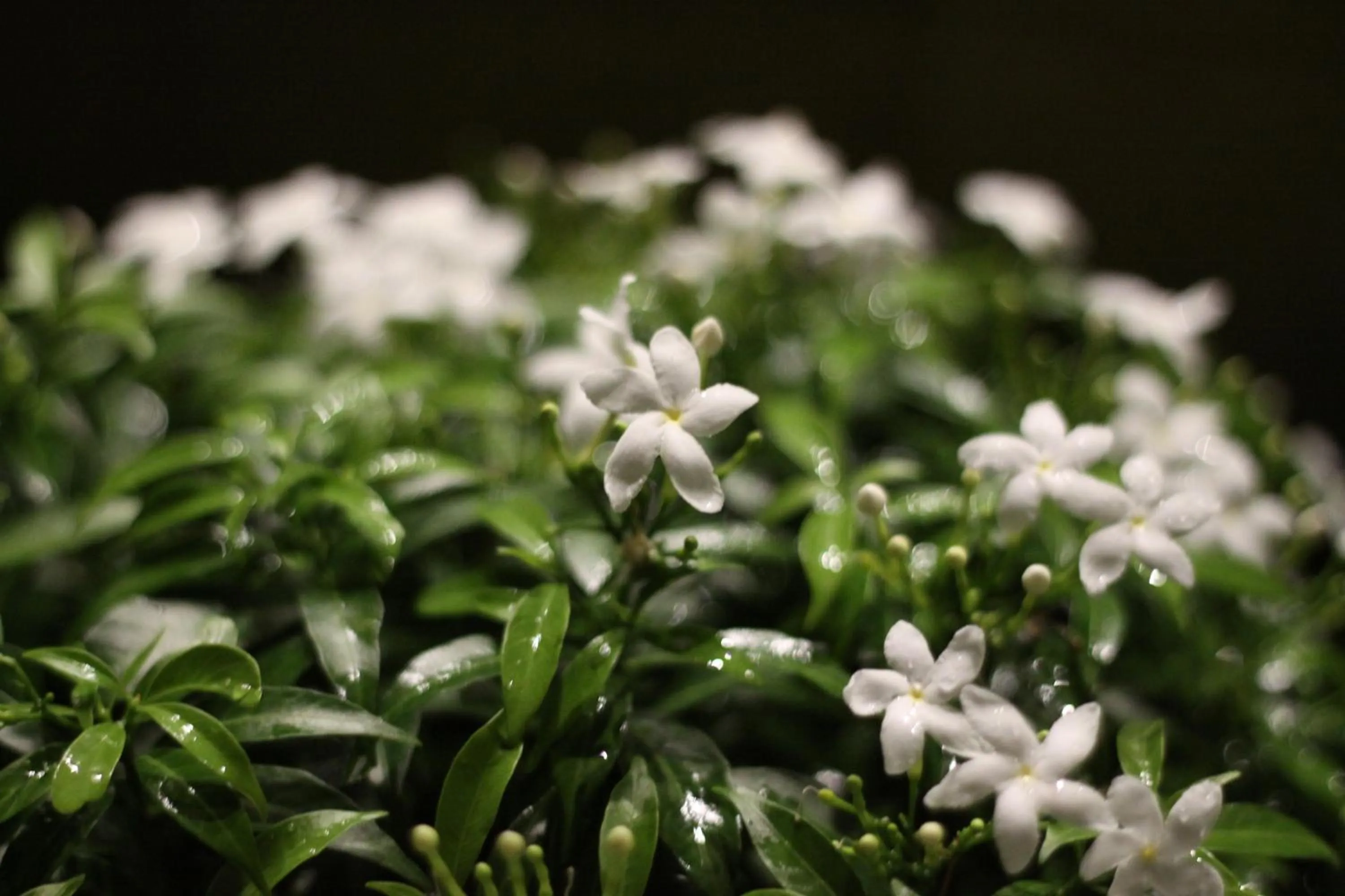 Garden view in Praha Hotel