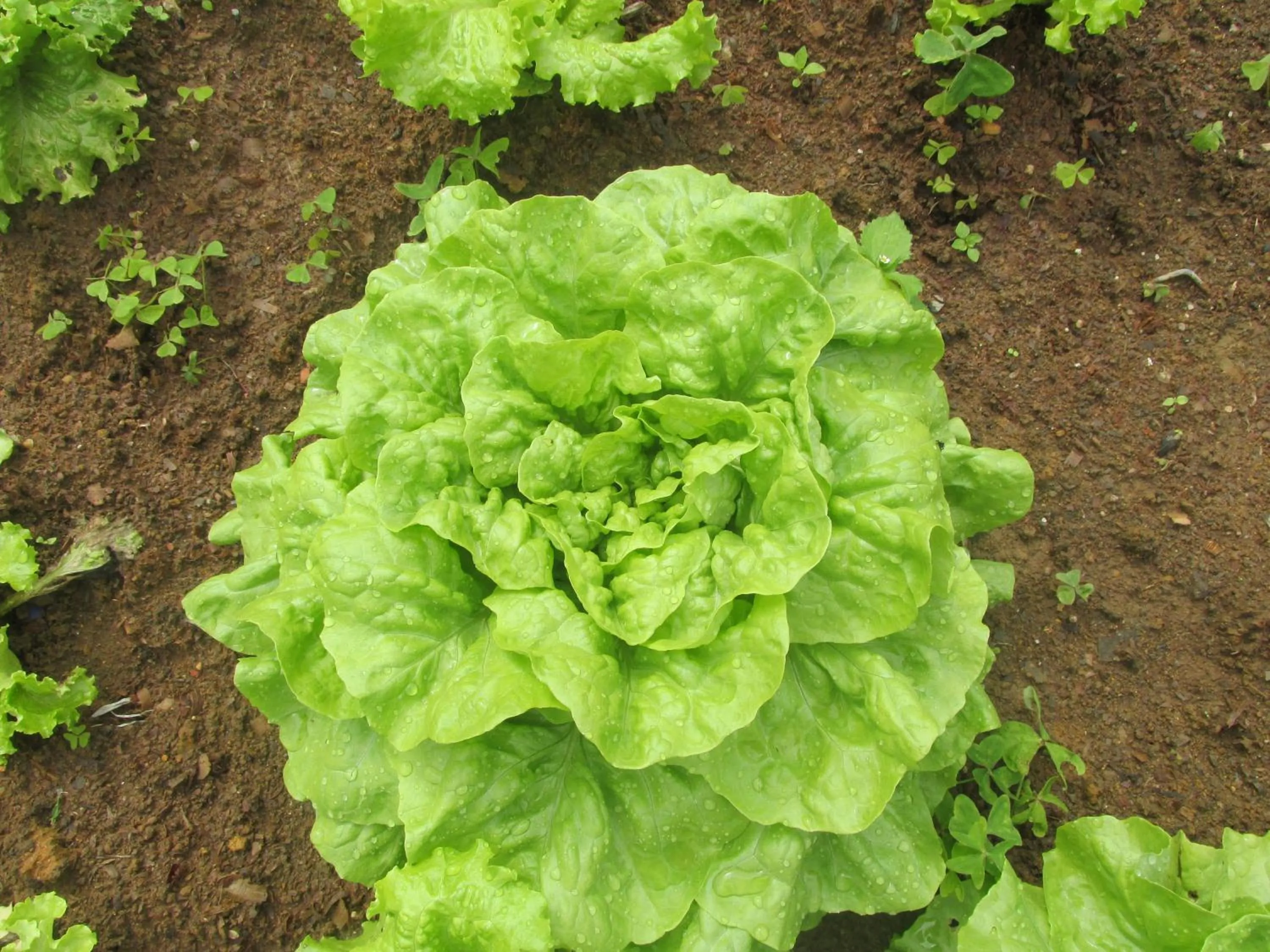 Lunch in Casa do Osorio