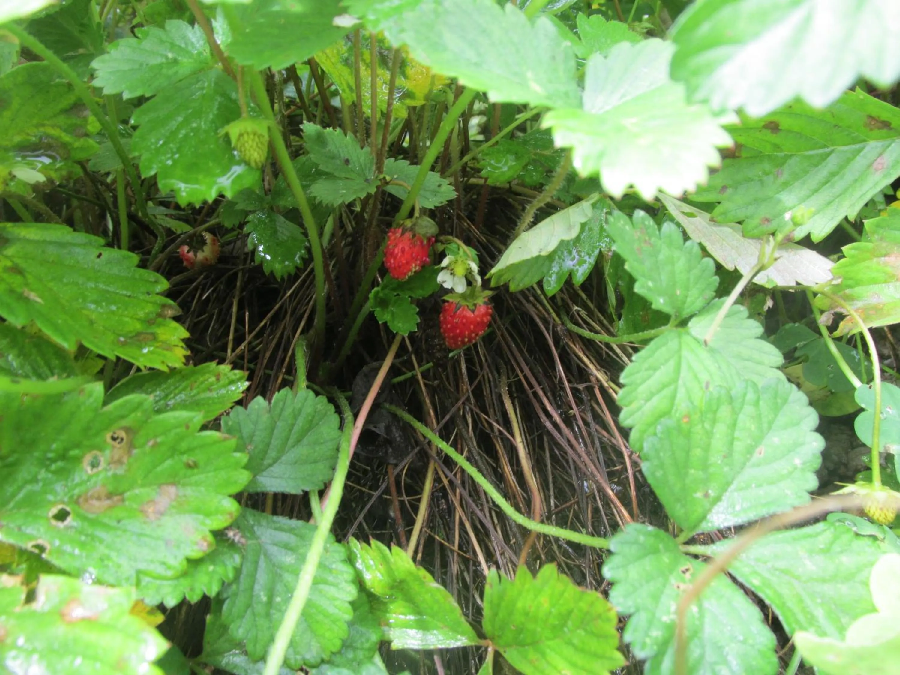 Food in Casa do Osorio