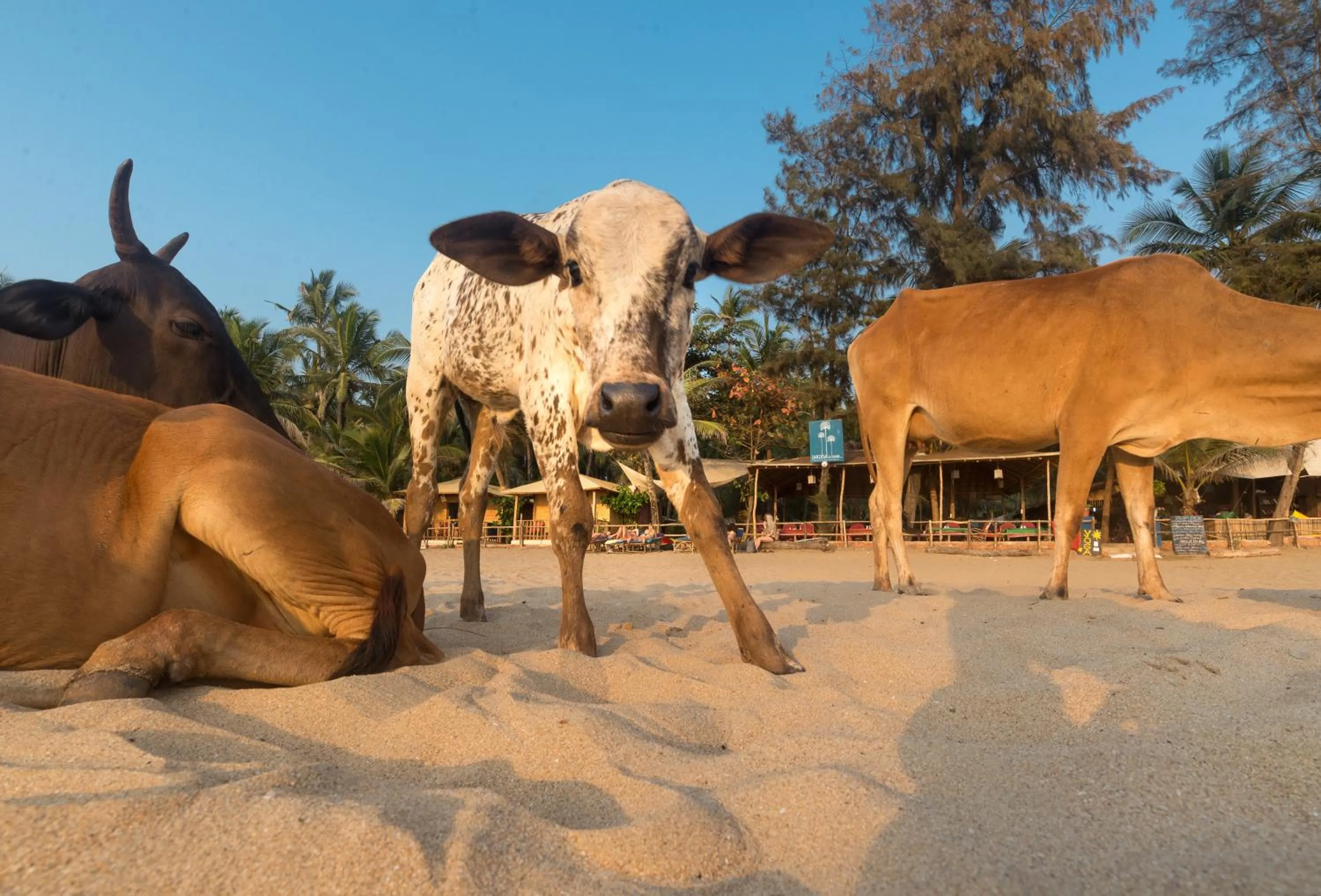 Beach in Jardim a Mar