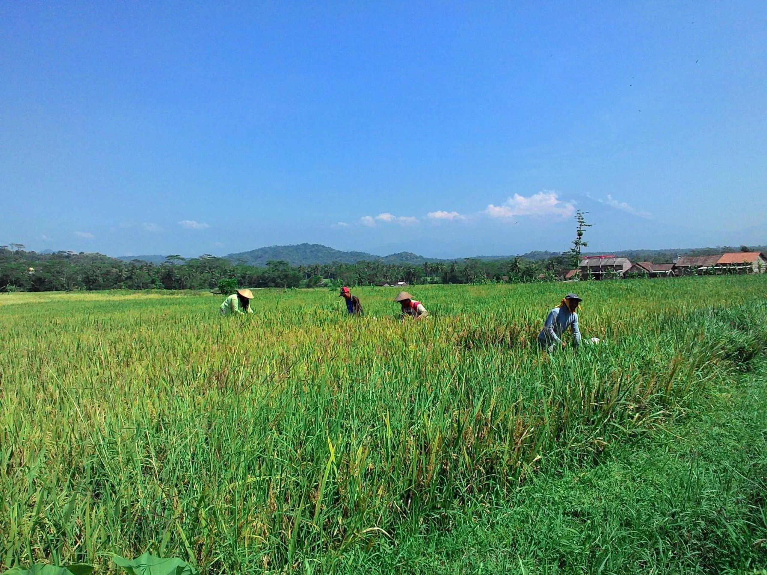 Day in Griya Harja Homestay