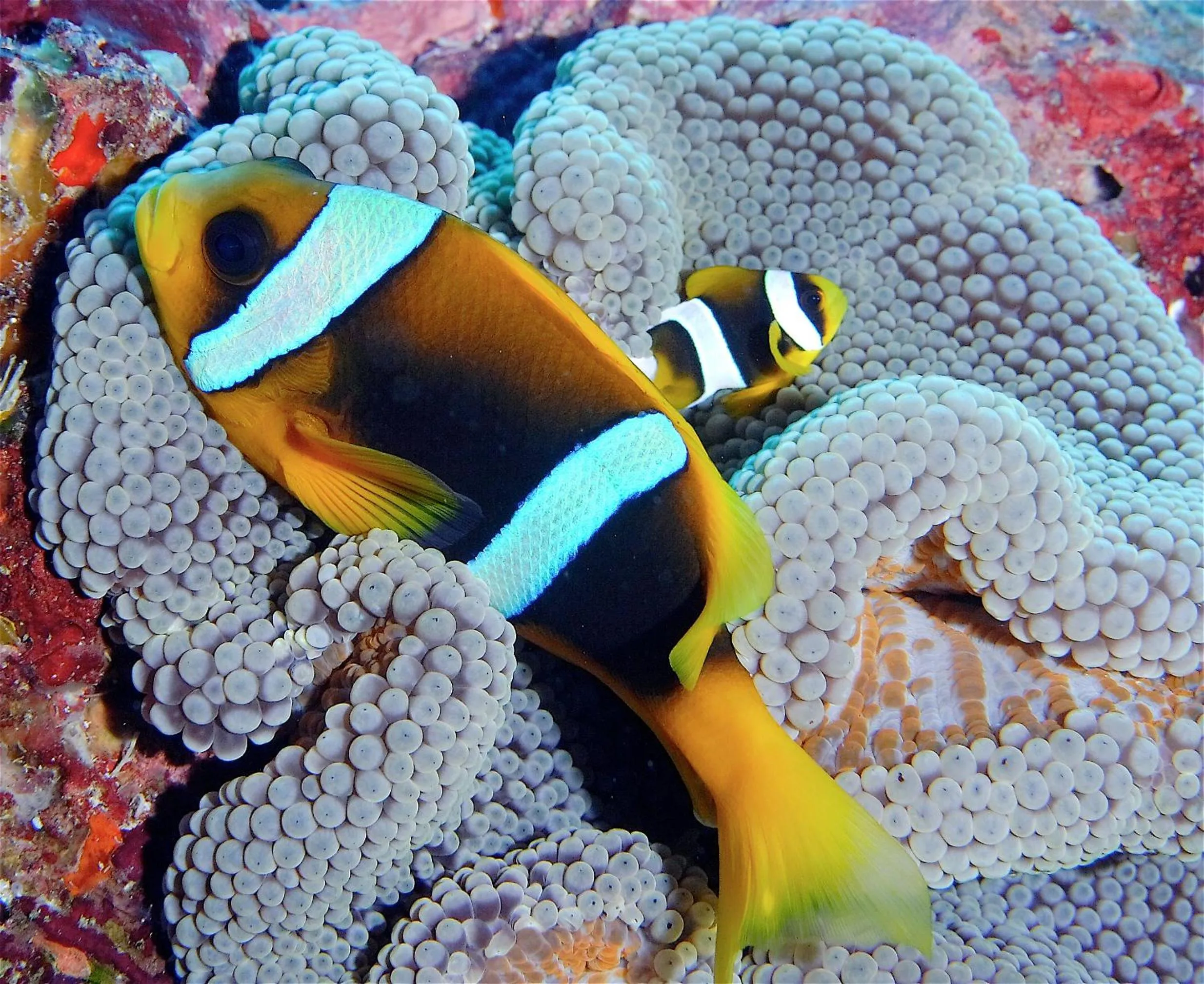 Diving in Le Jardin Maore