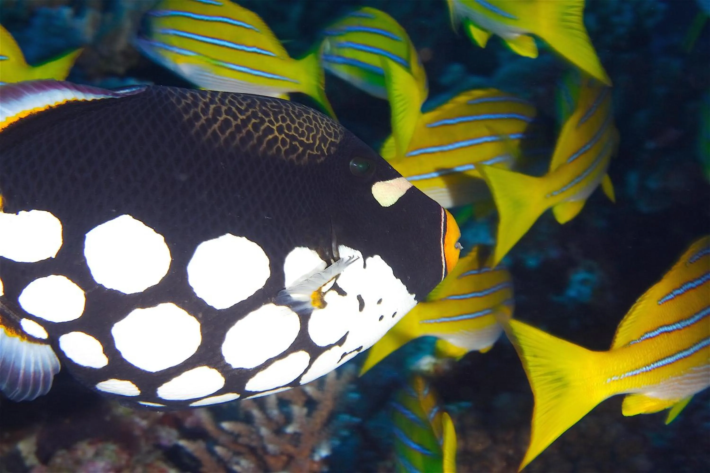 Diving in Le Jardin Maore