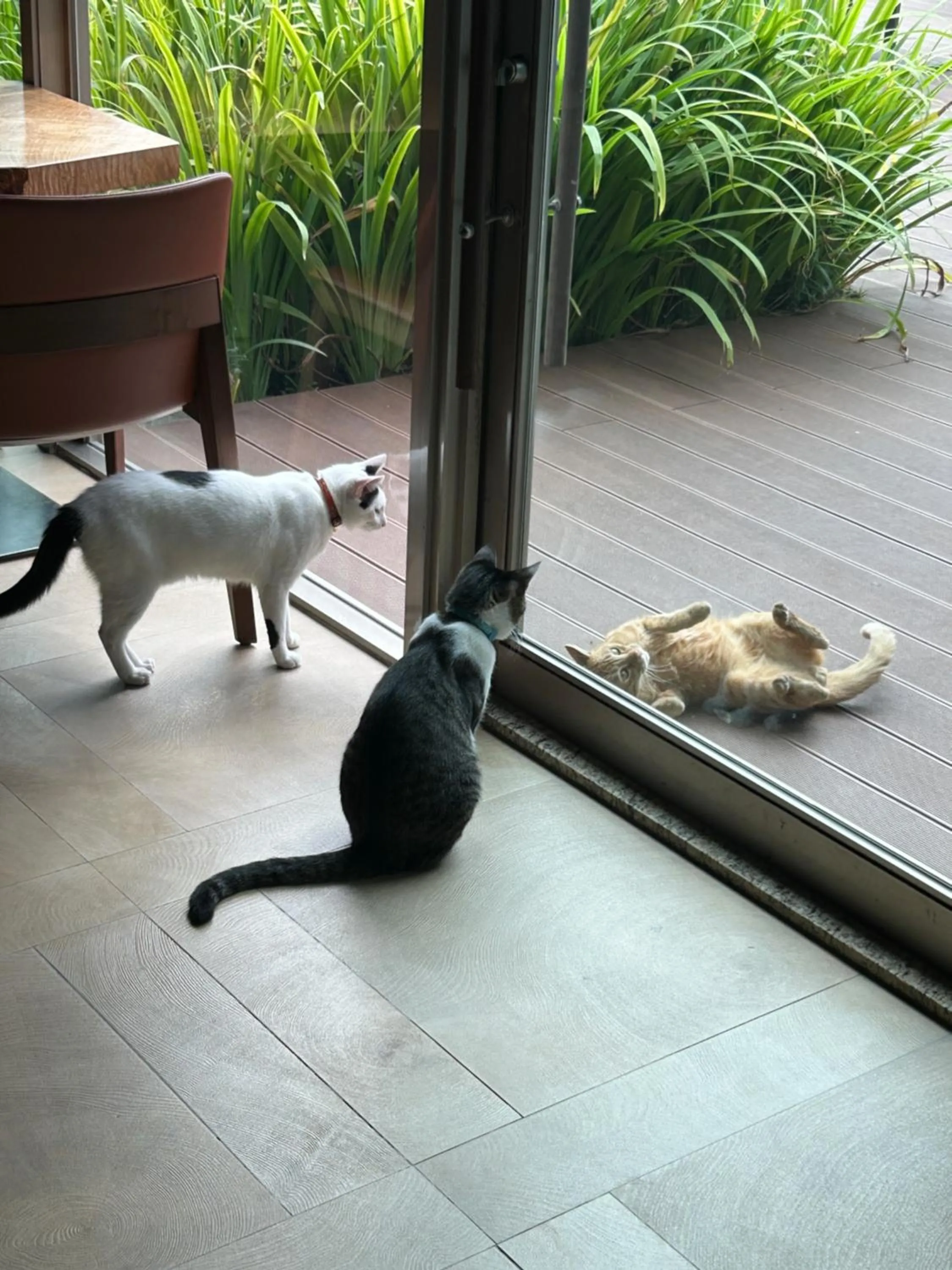 pet friendly in Taroko Liiko Hotels