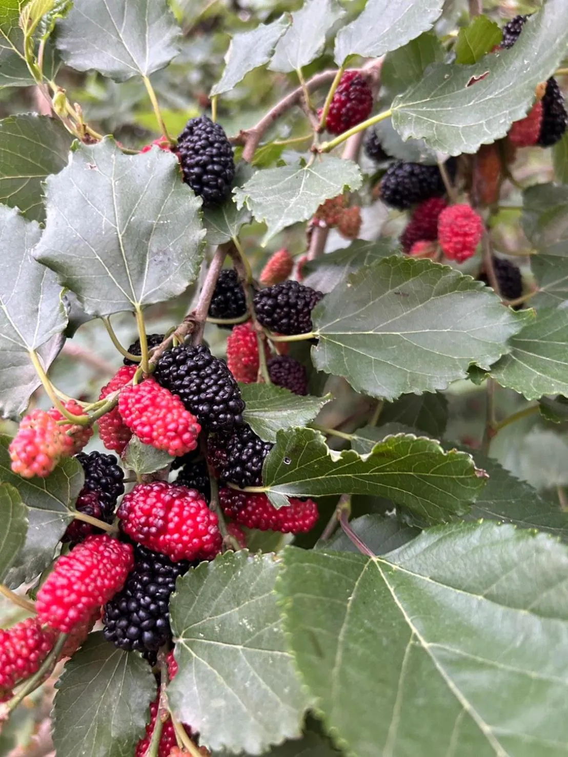 Food and drinks in Taroko Liiko Hotels