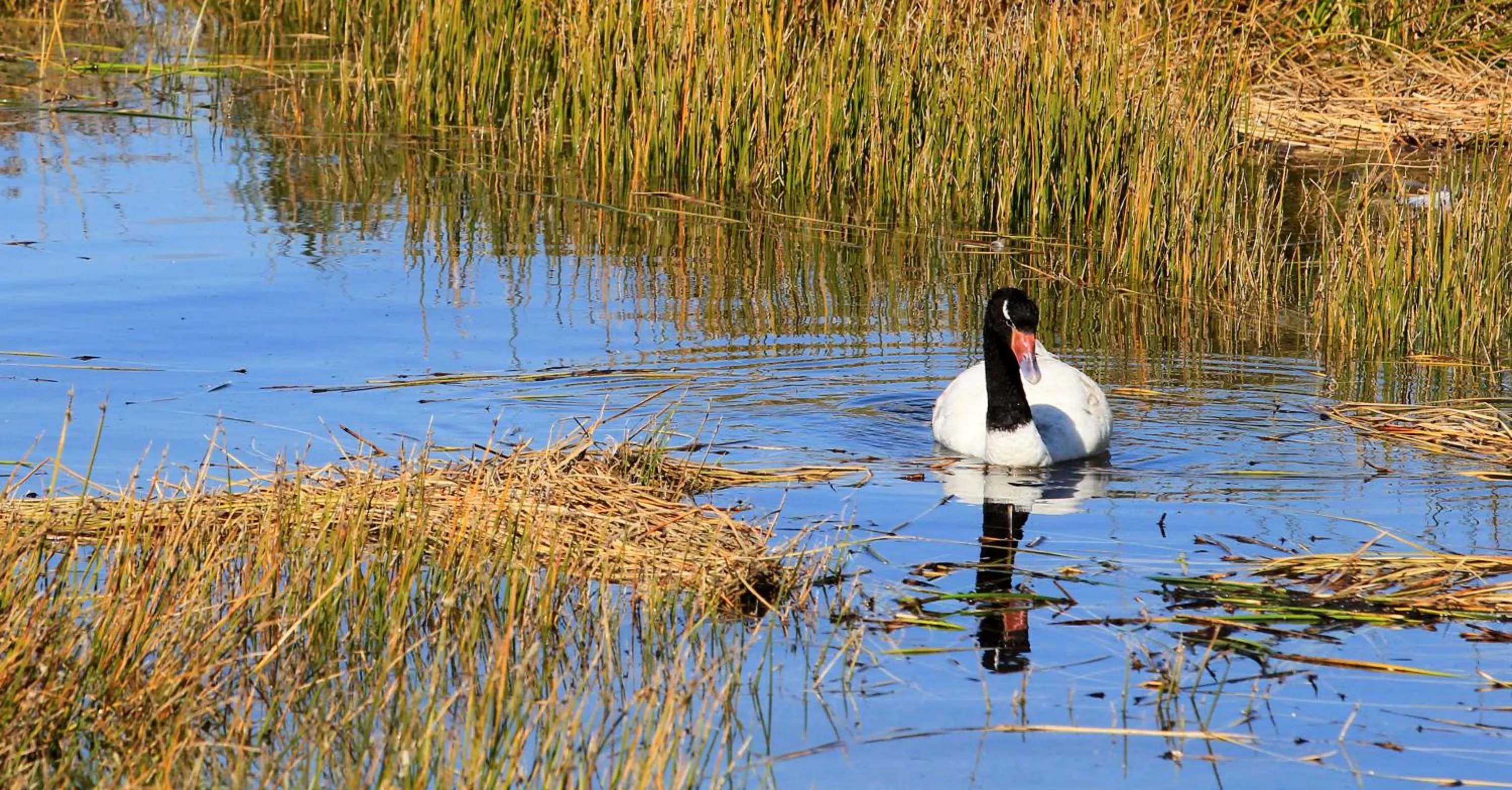 Animals in Refugio Pullao