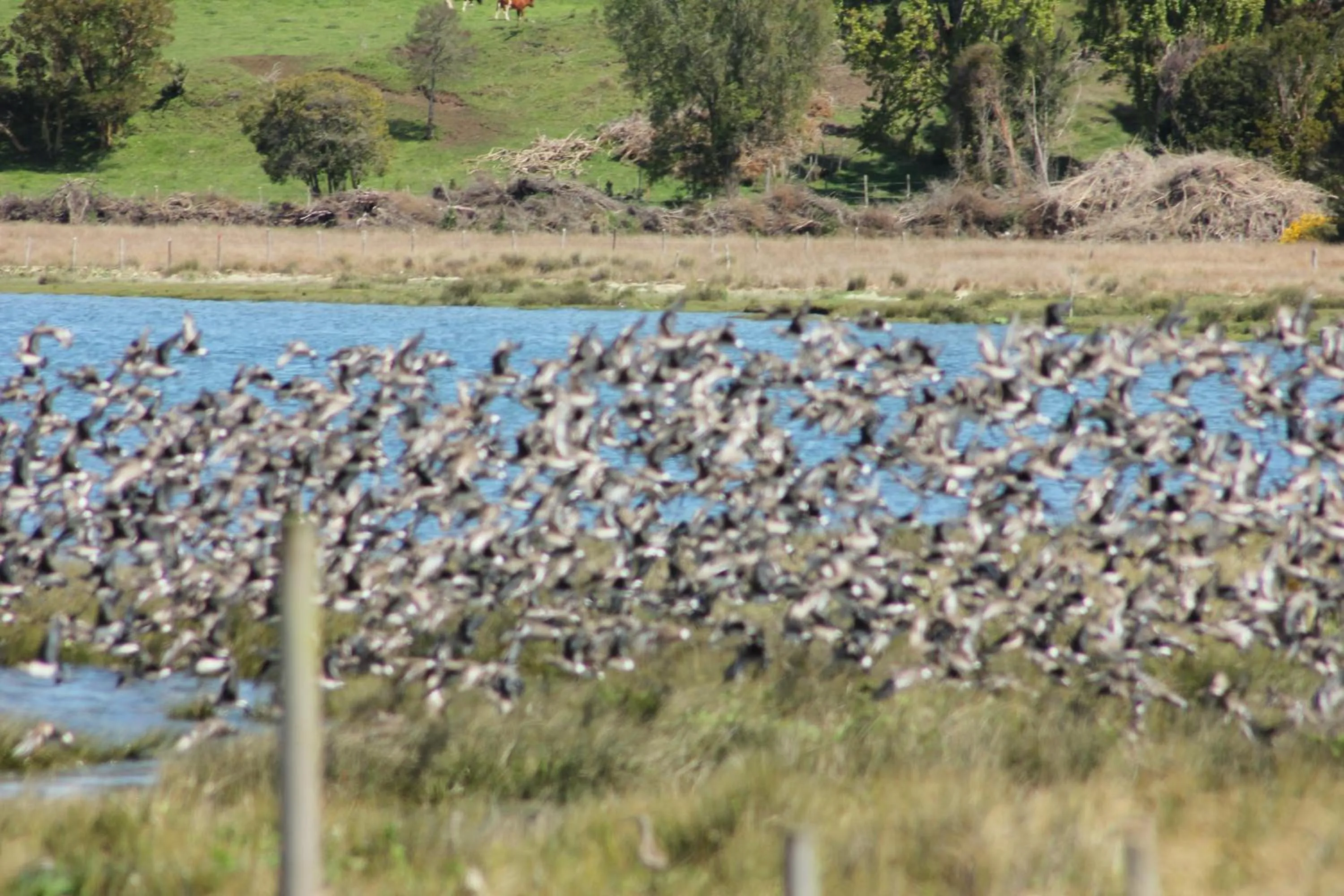 Natural landscape in Refugio Pullao