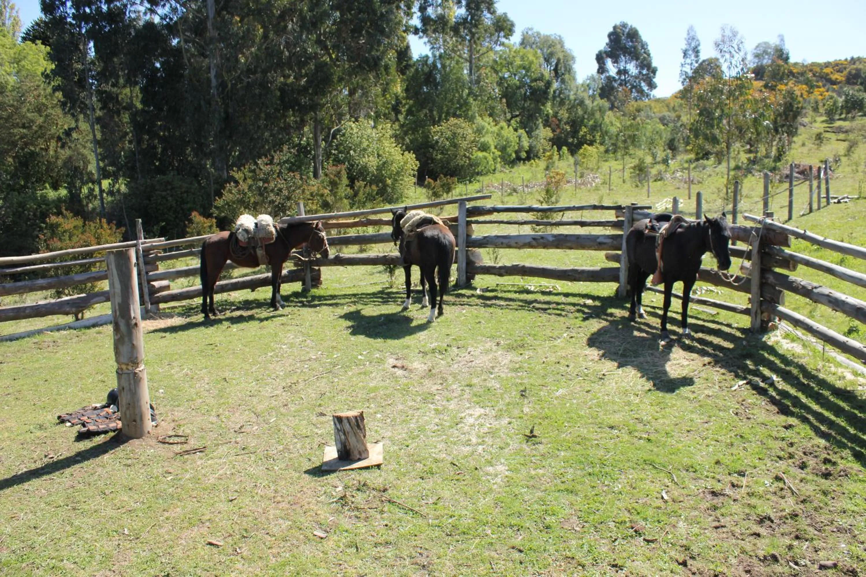 Day in Refugio Pullao