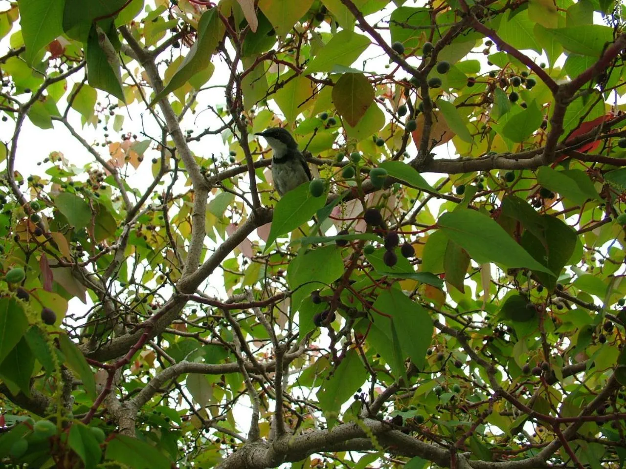 Garden in Mont Fleur B&B