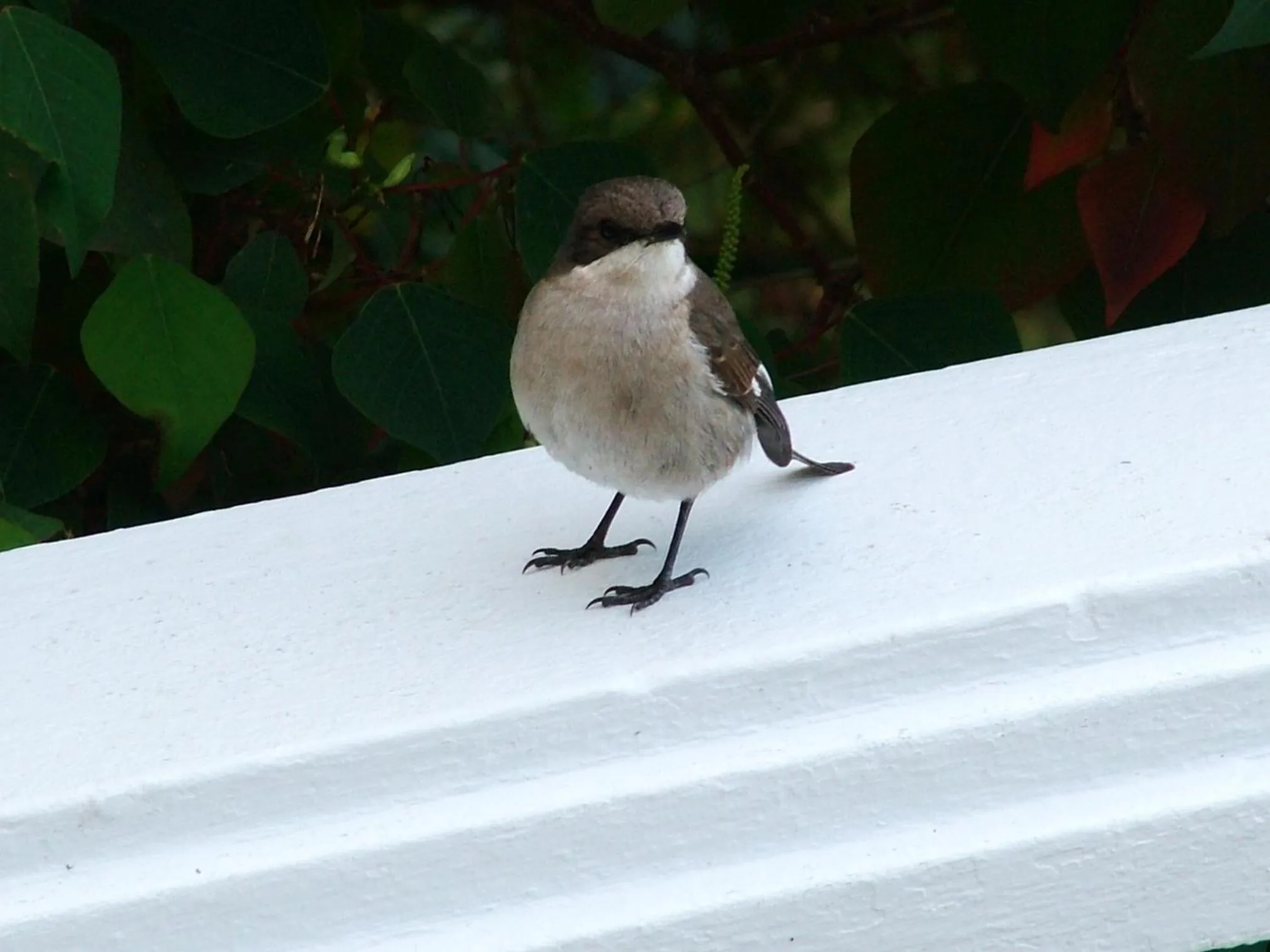 Animals in Mont Fleur B&B