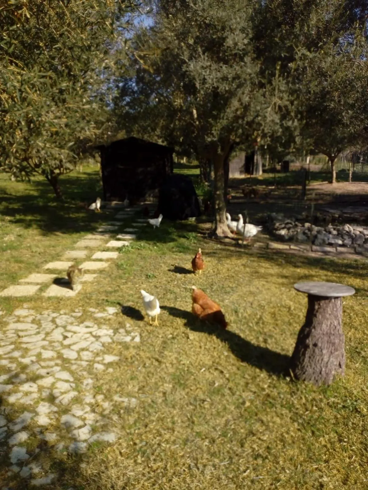 Animals in Il Poggetto Marzamemi B&B