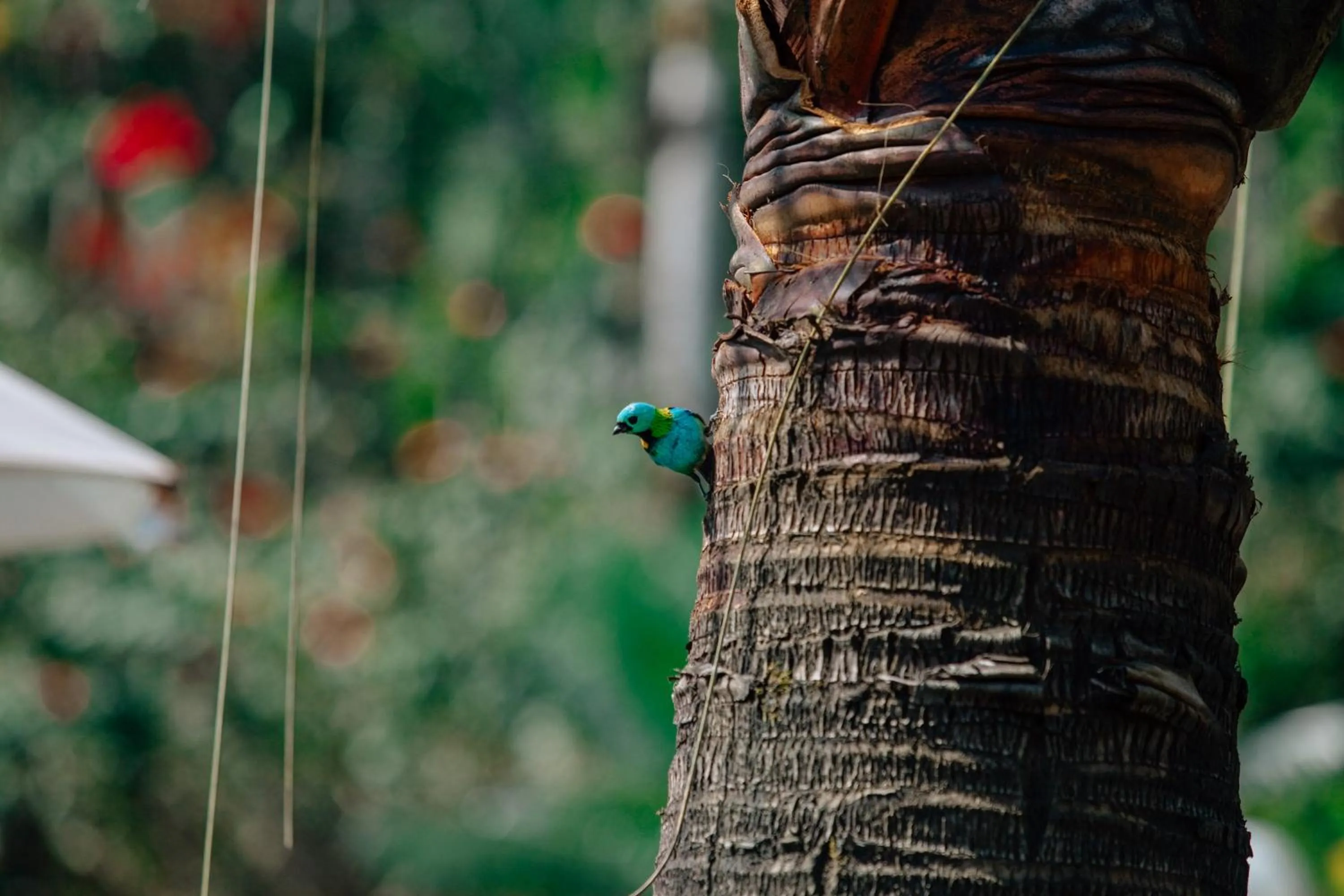 Other in Pousada Bromélias