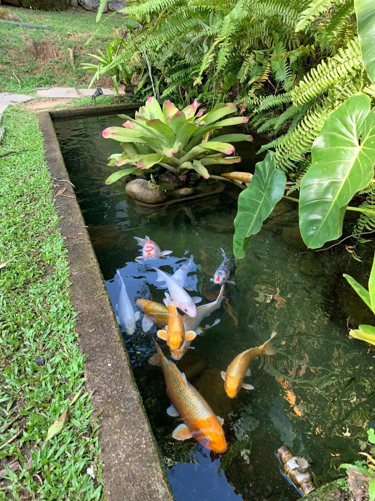 Garden in Pousada Bromélias
