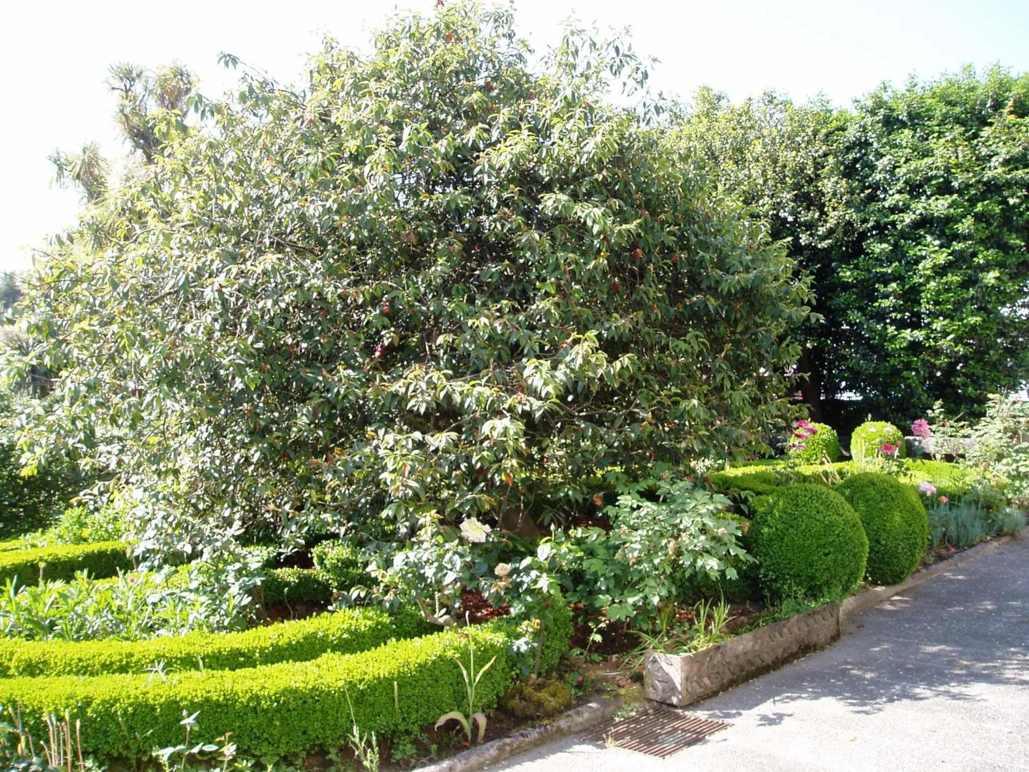 Garden in Estrebuela House