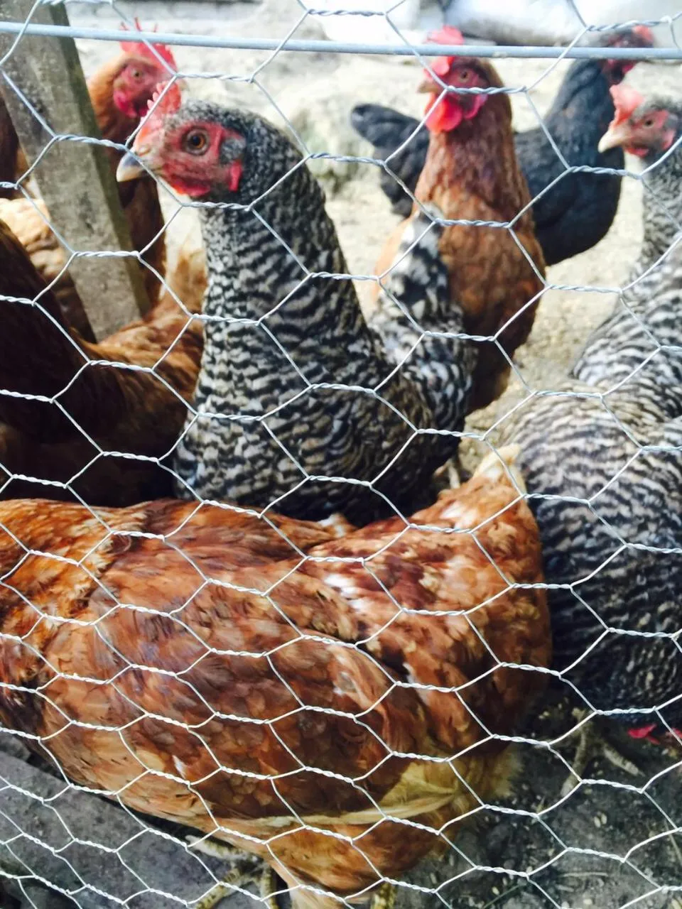 Animals in Kerpe Diem Otel